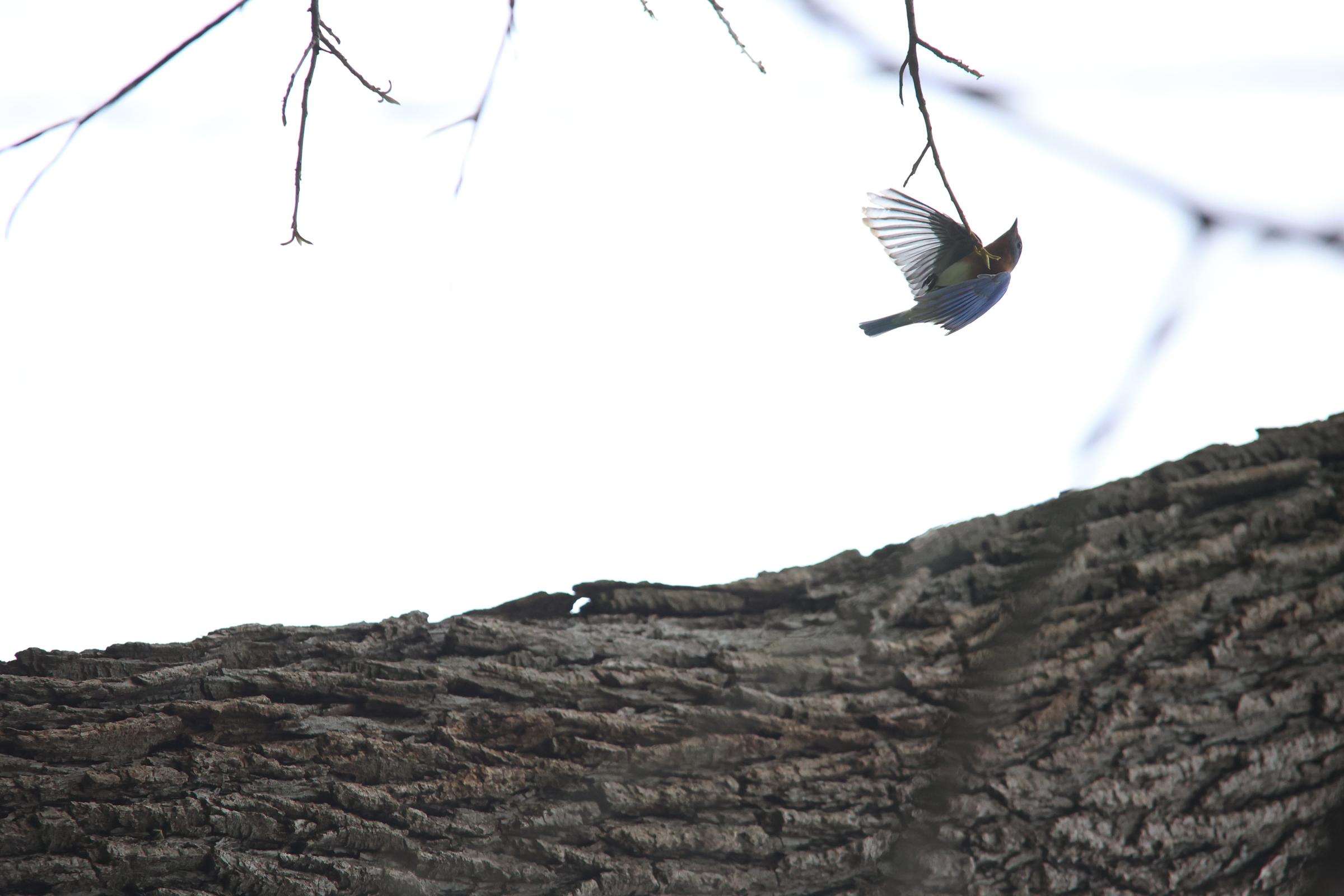 Bird Photography