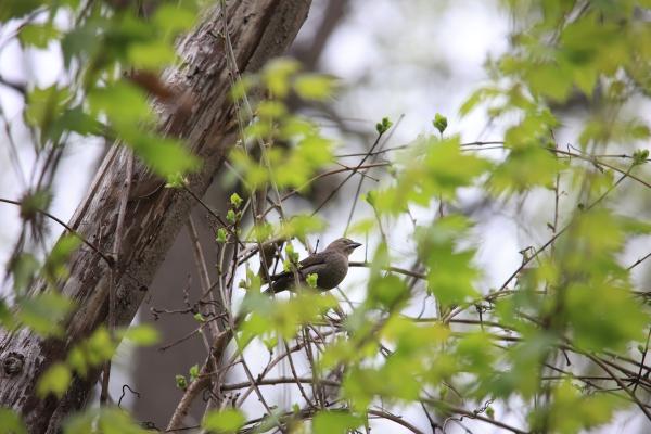Image from Bird Photography -   