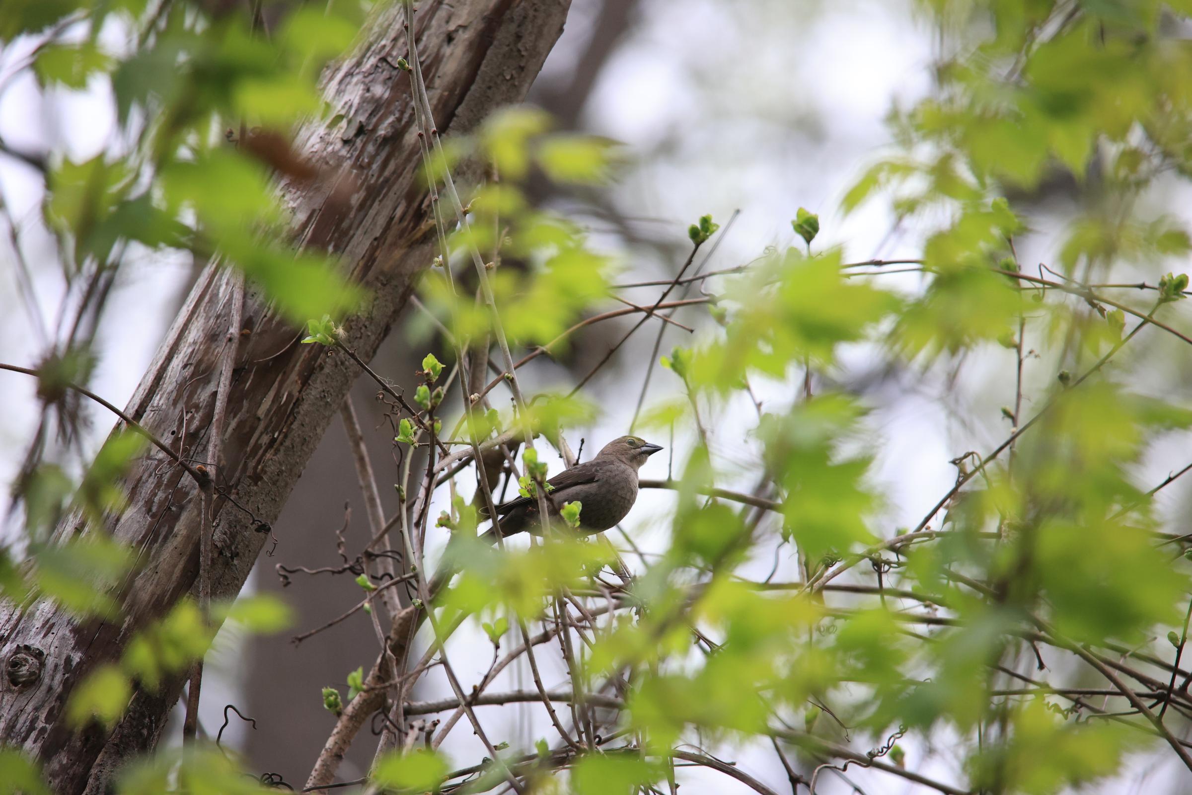 Bird Photography