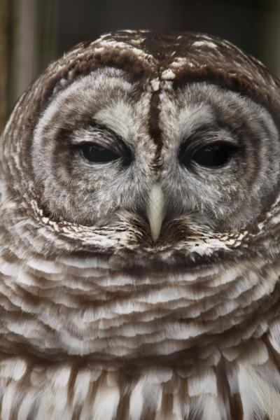 Image from Bird Photography -   