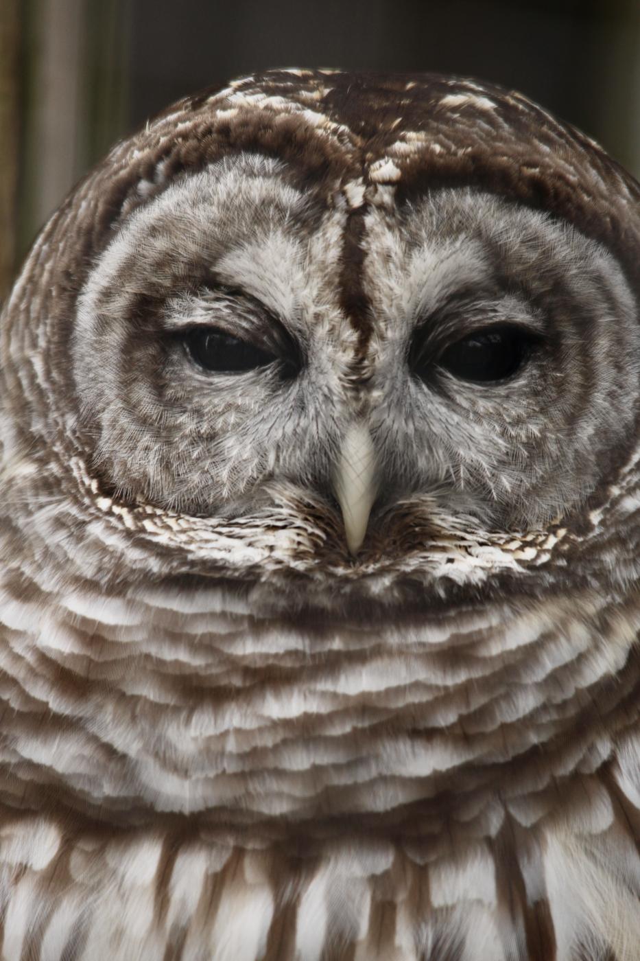 Bird Photography