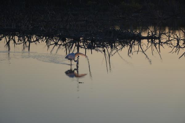 Image from Bird Photography -   
