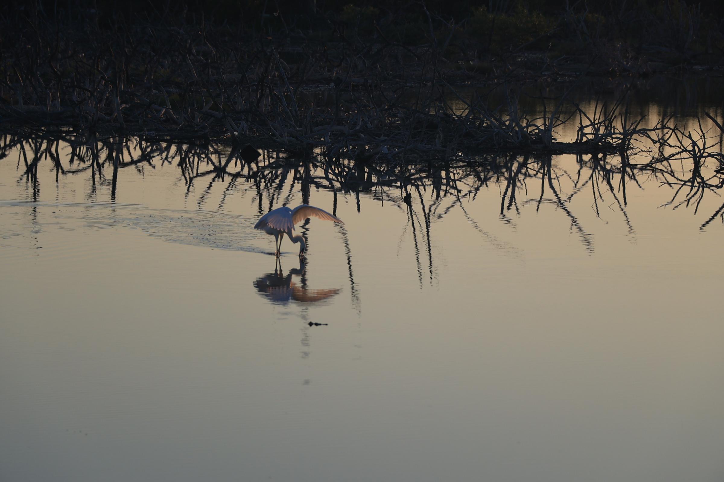 Bird Photography