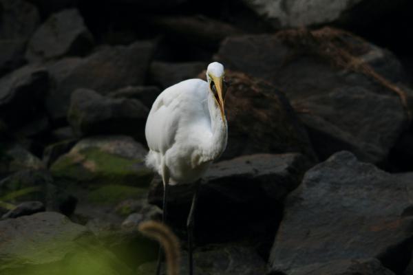 Image from Bird Photography -   