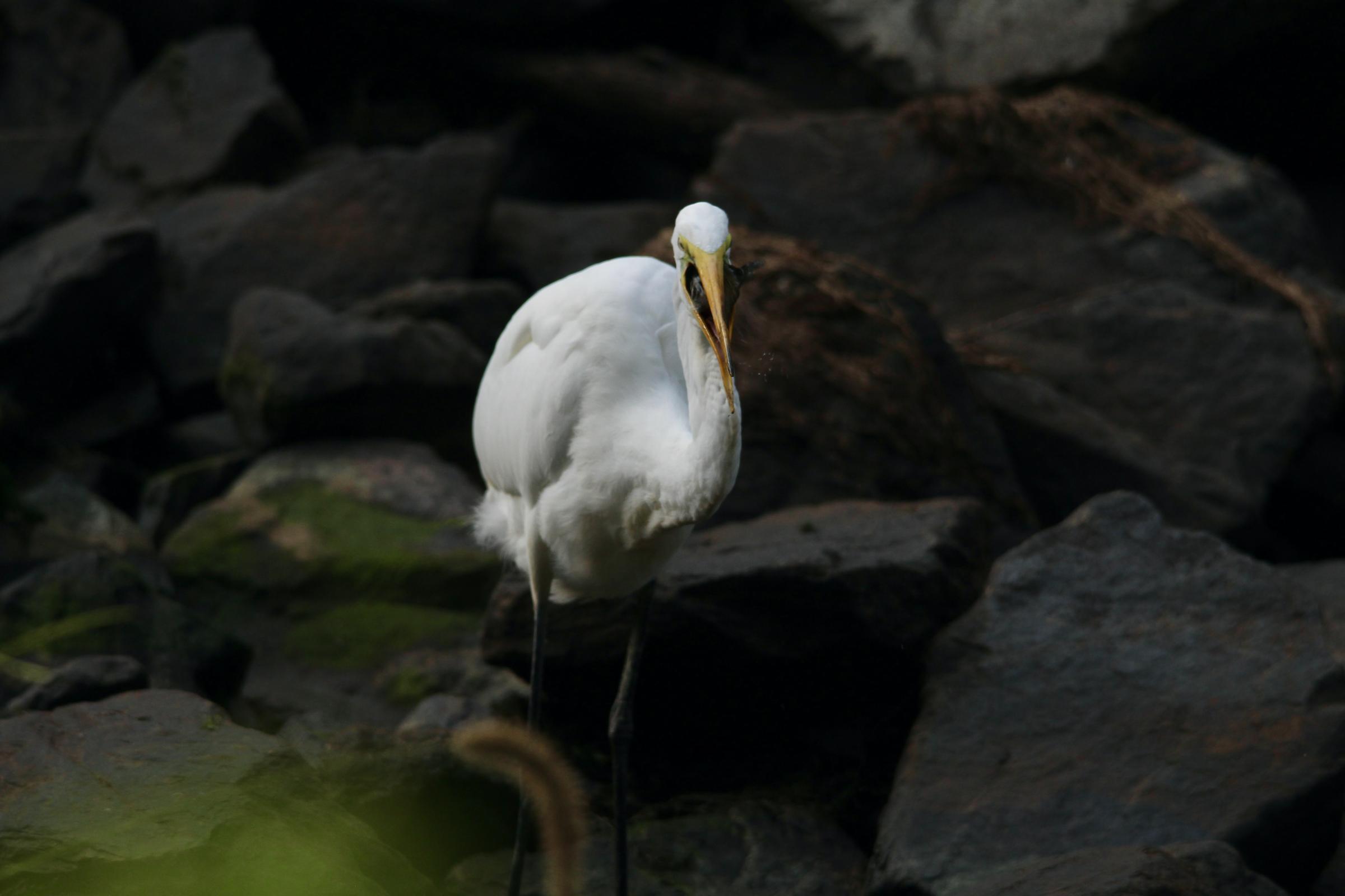 Bird Photography