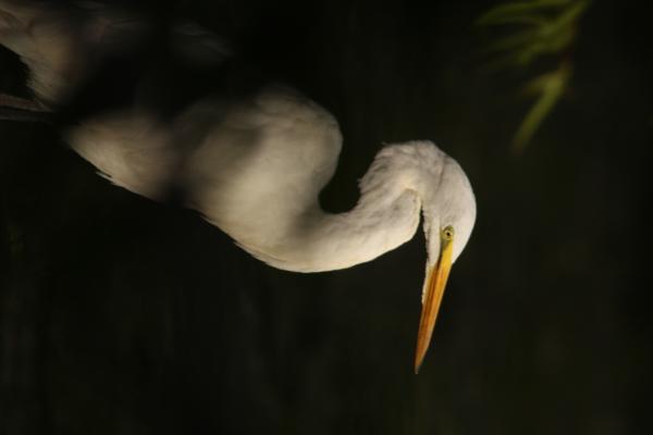Image from Bird Photography -   