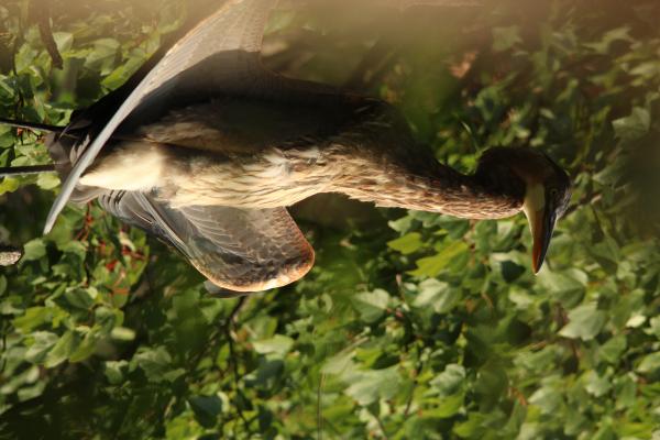 Image from Bird Photography -   