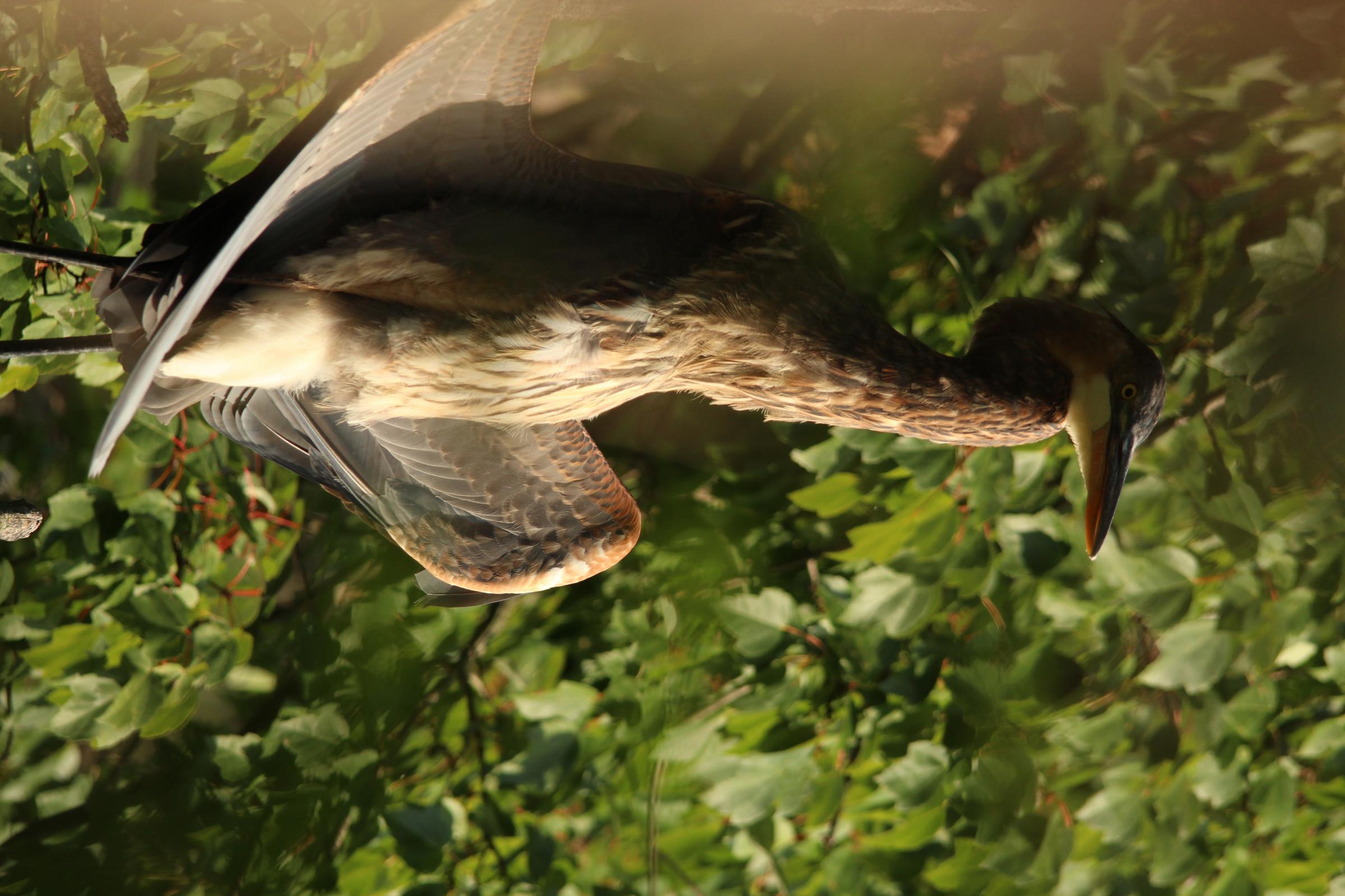 Bird Photography