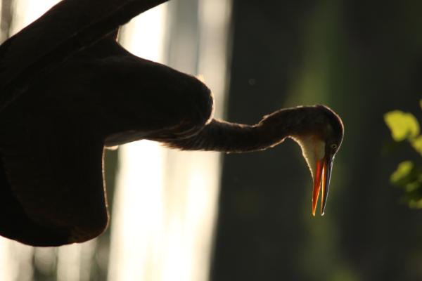 Image from Bird Photography -   