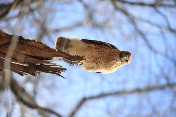 Image from Bird Photography -   