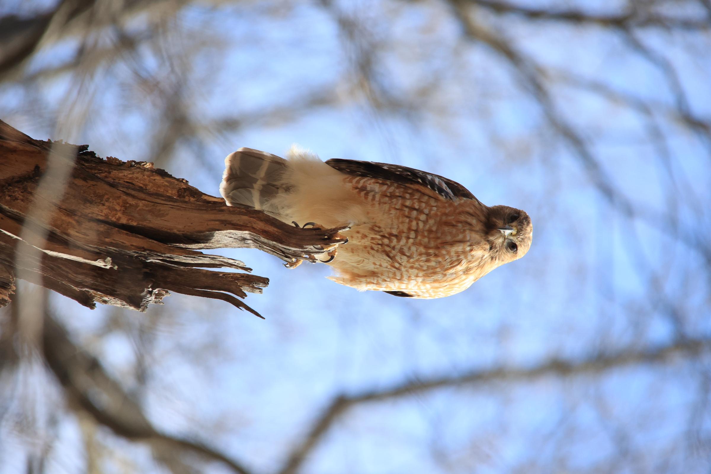 Bird Photography