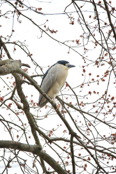 Image from Bird Photography -   