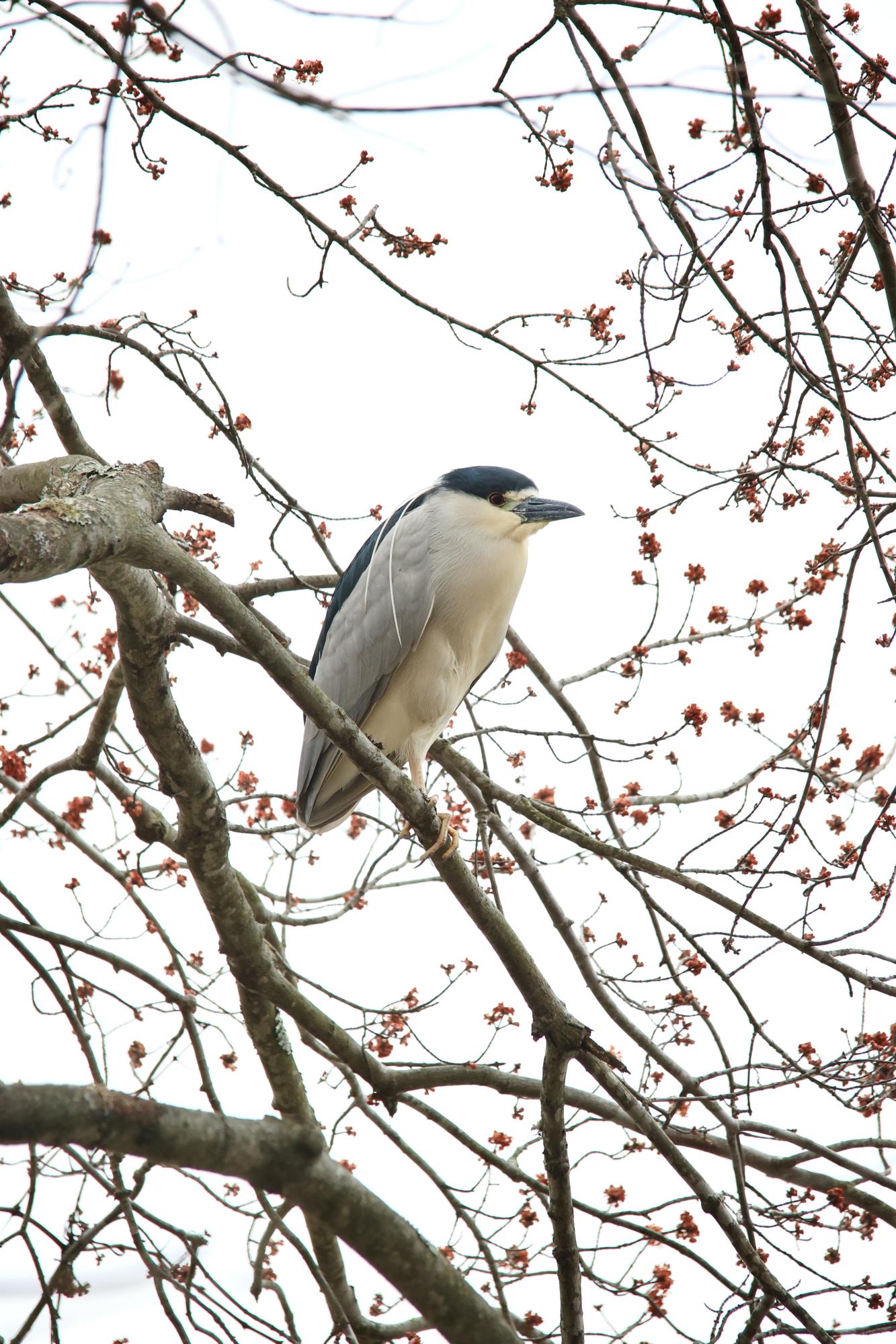 Bird Photography