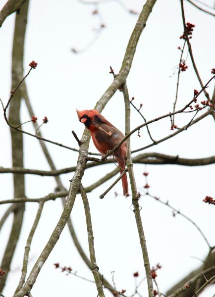 Image from Bird Photography -   