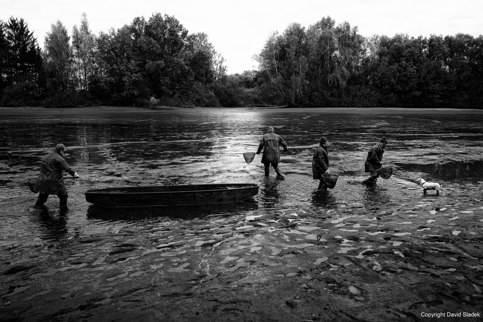 Fish harvest in South Bohemia has kicked off to bring carp on Czech Christmas tables