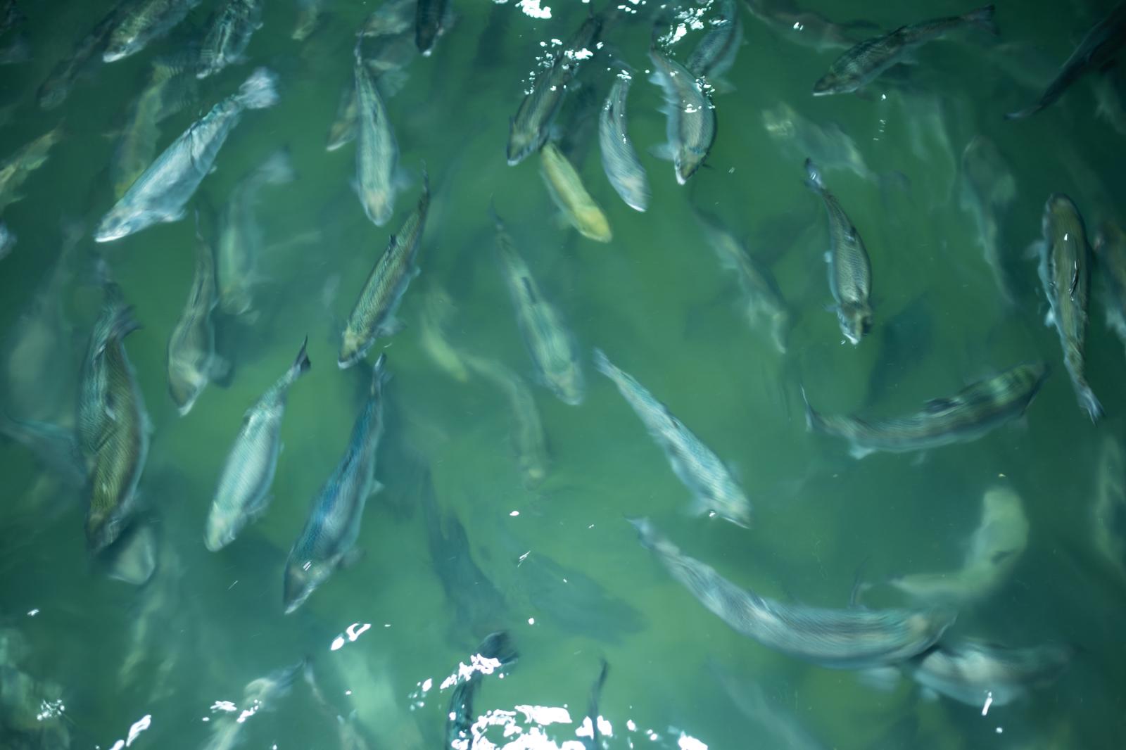 A salmon farm in Auburn sees lo...rts.&nbsp; Read more here. 