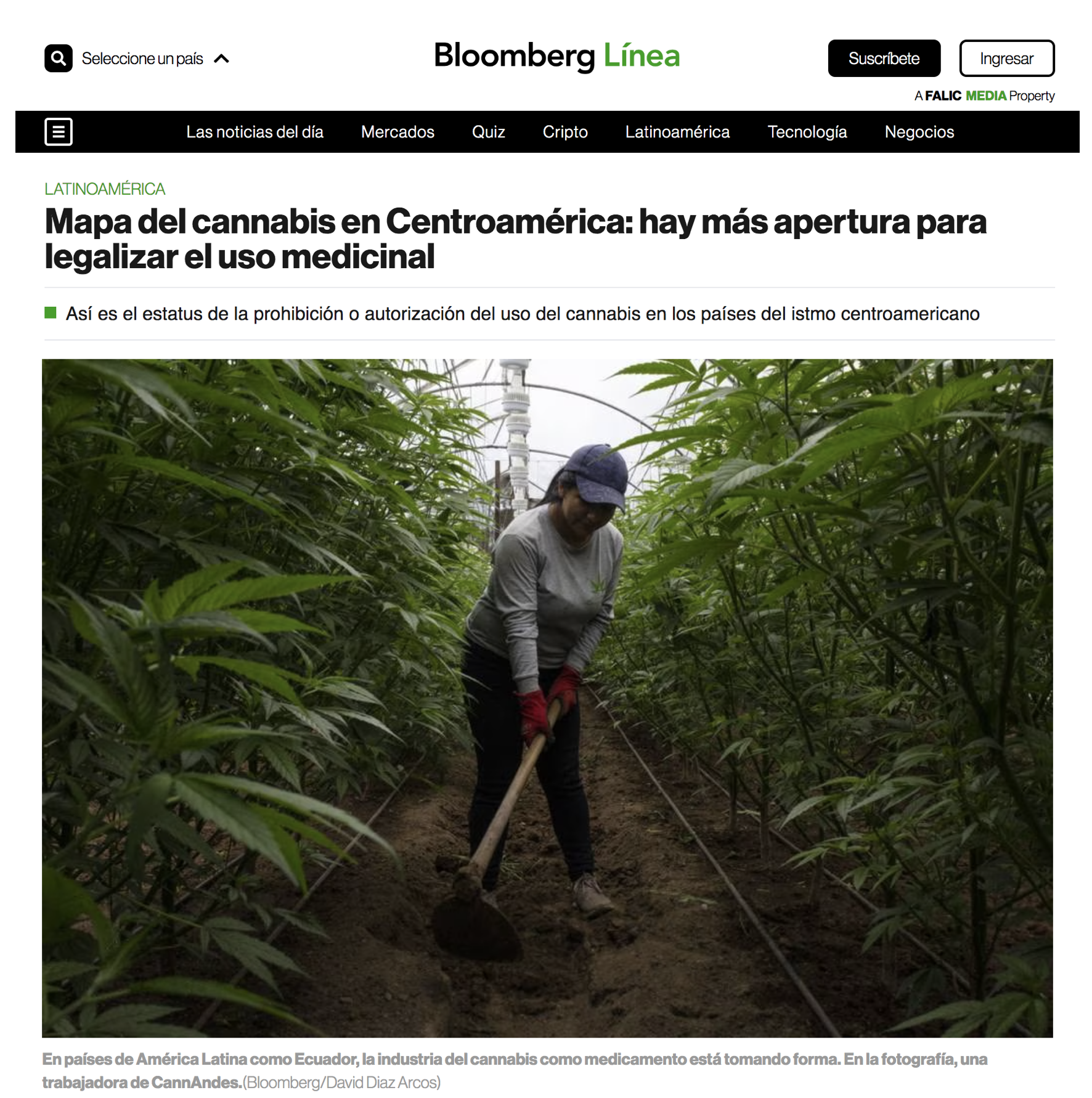 Mapa del cannabis en Centroamérica: hay más apertura para legalizar el uso medicinal
