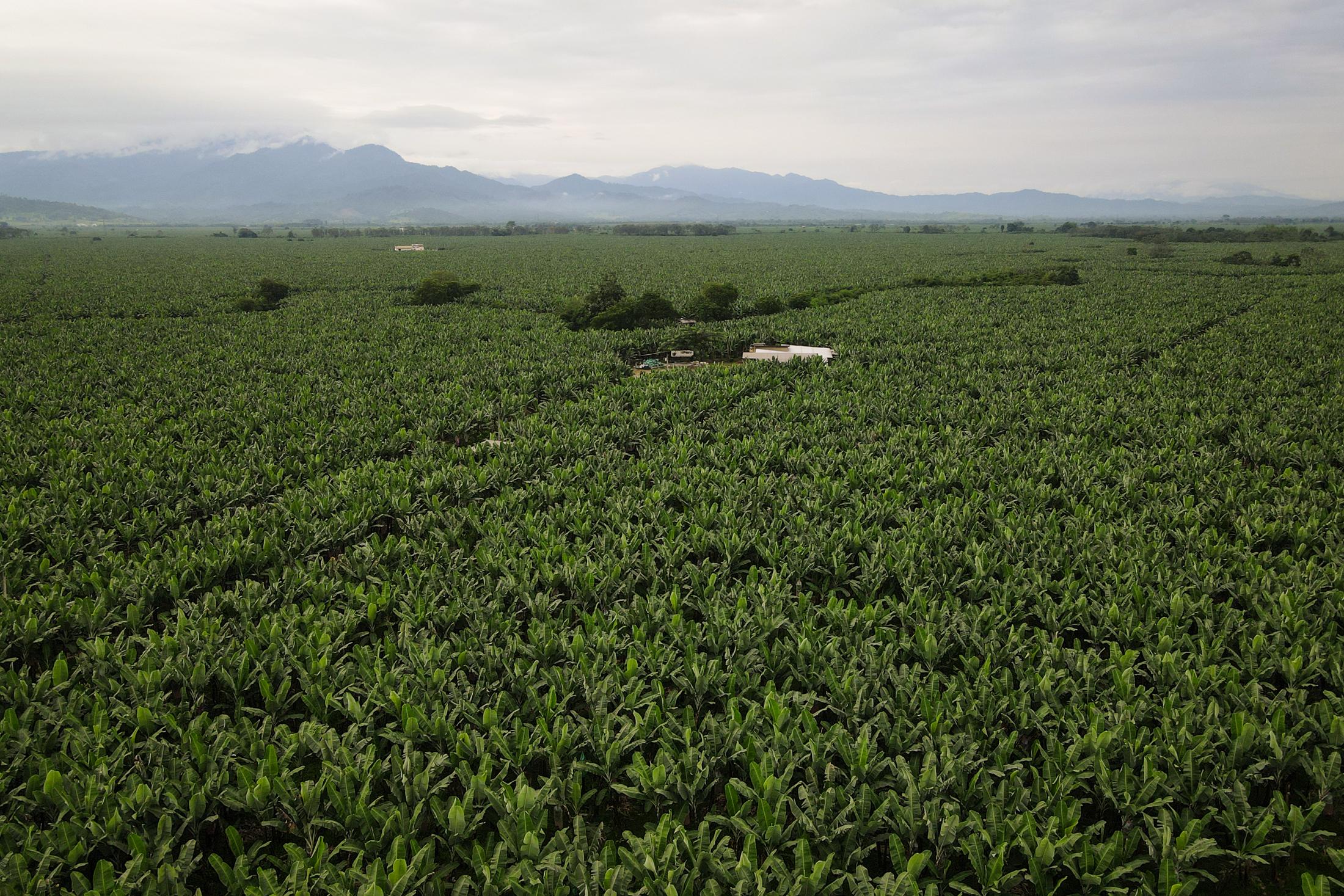 Banana cultivation in Ecuador - Plantas bananeras de la finca productora “La Gacela”  de...