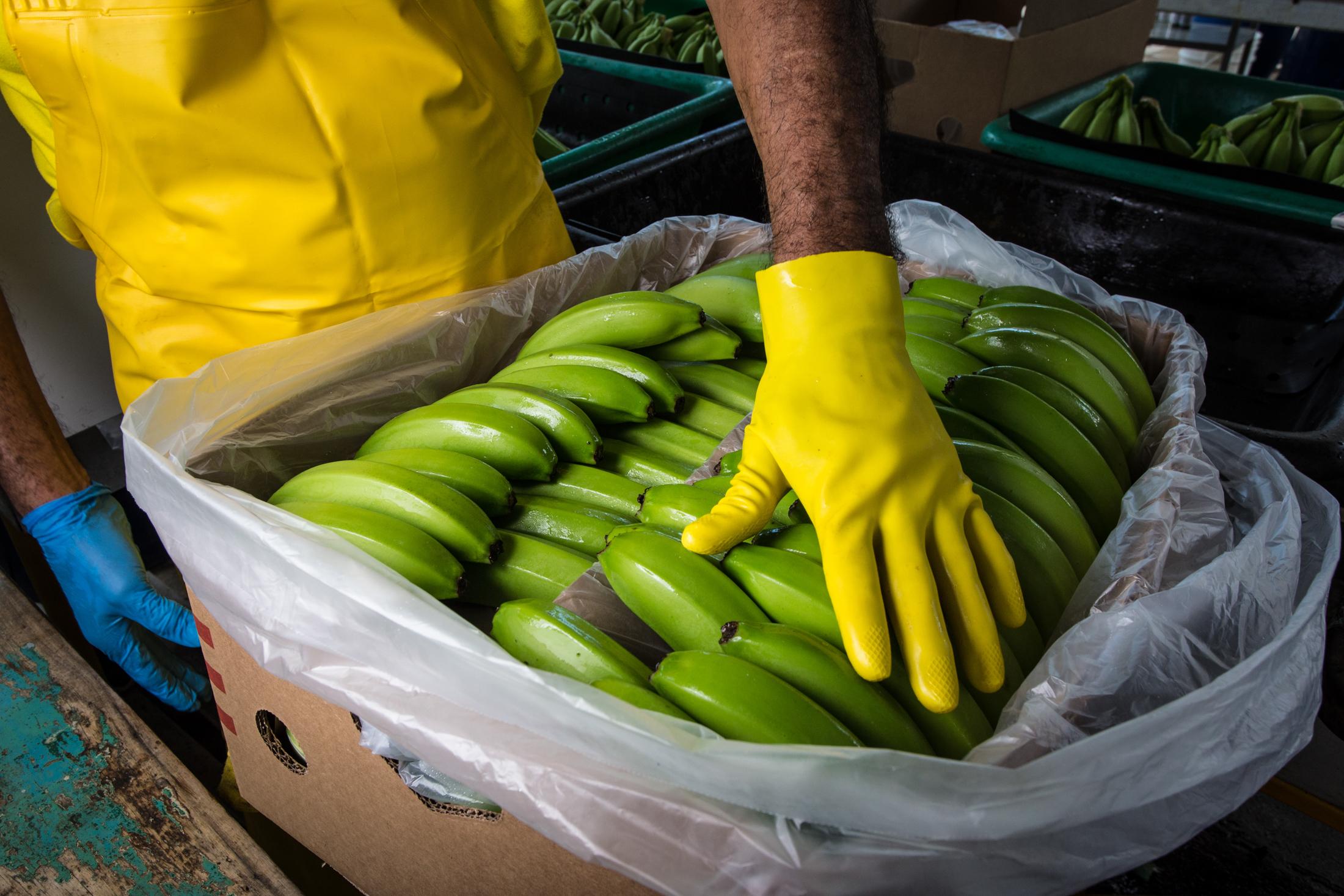 Proceso de empaquetado del banano en la finca productora “La lucha” de la Asociación Agraria...