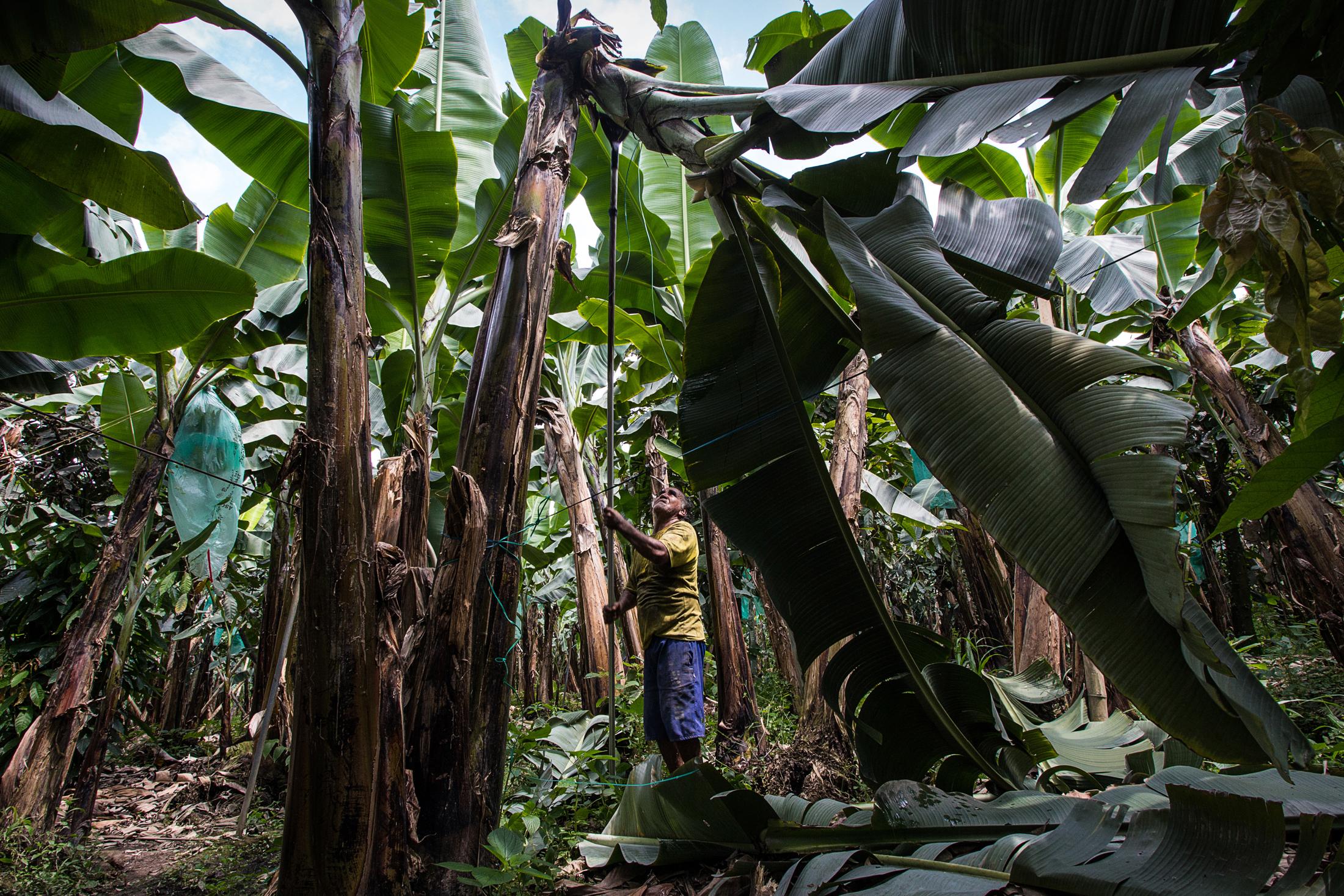 Banana cultivation in Ecuador - Proceso de corte del banano en la finca productora “La...