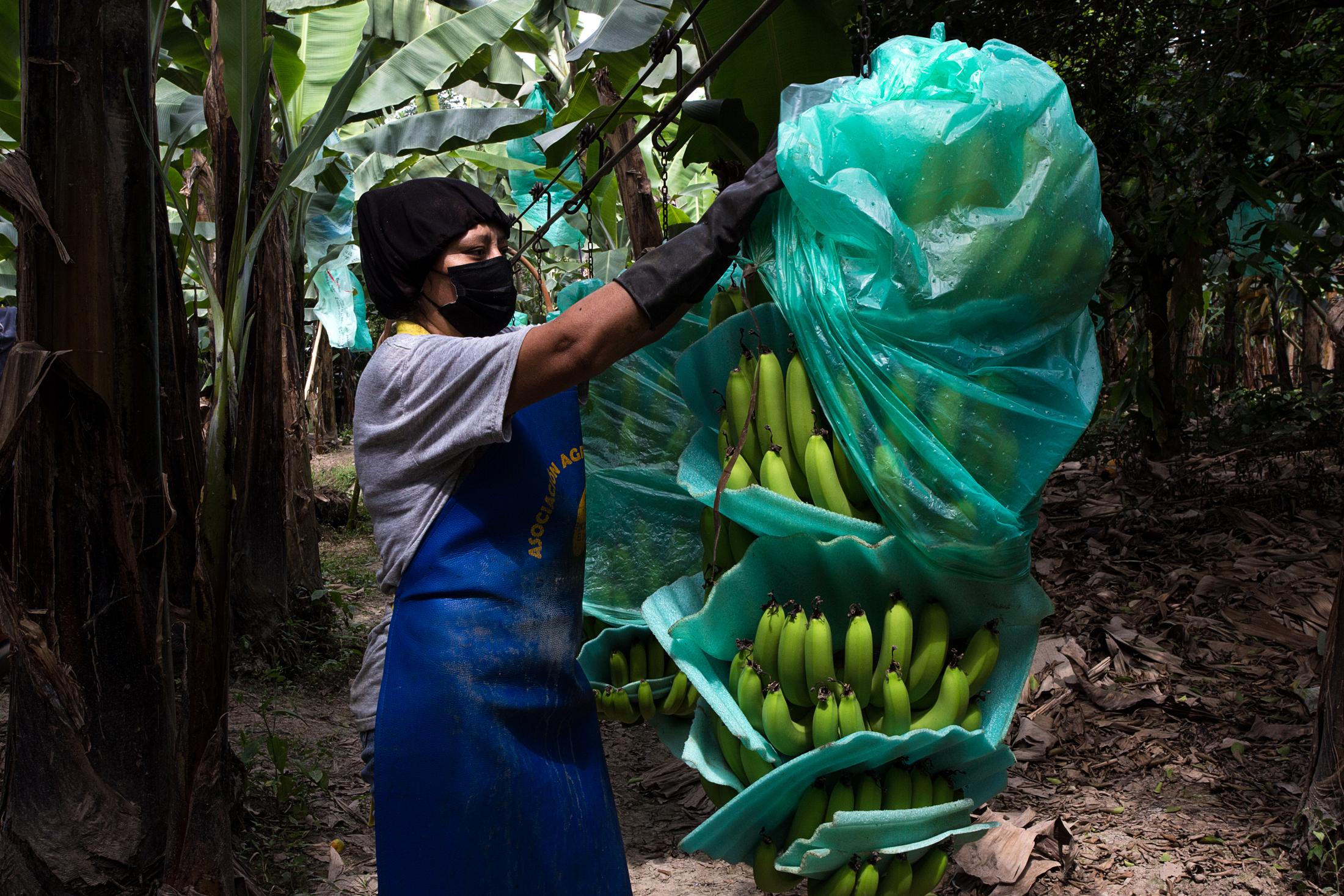 Banana cultivation in Ecuador - Proceso decorte y selección del banano en la finca...