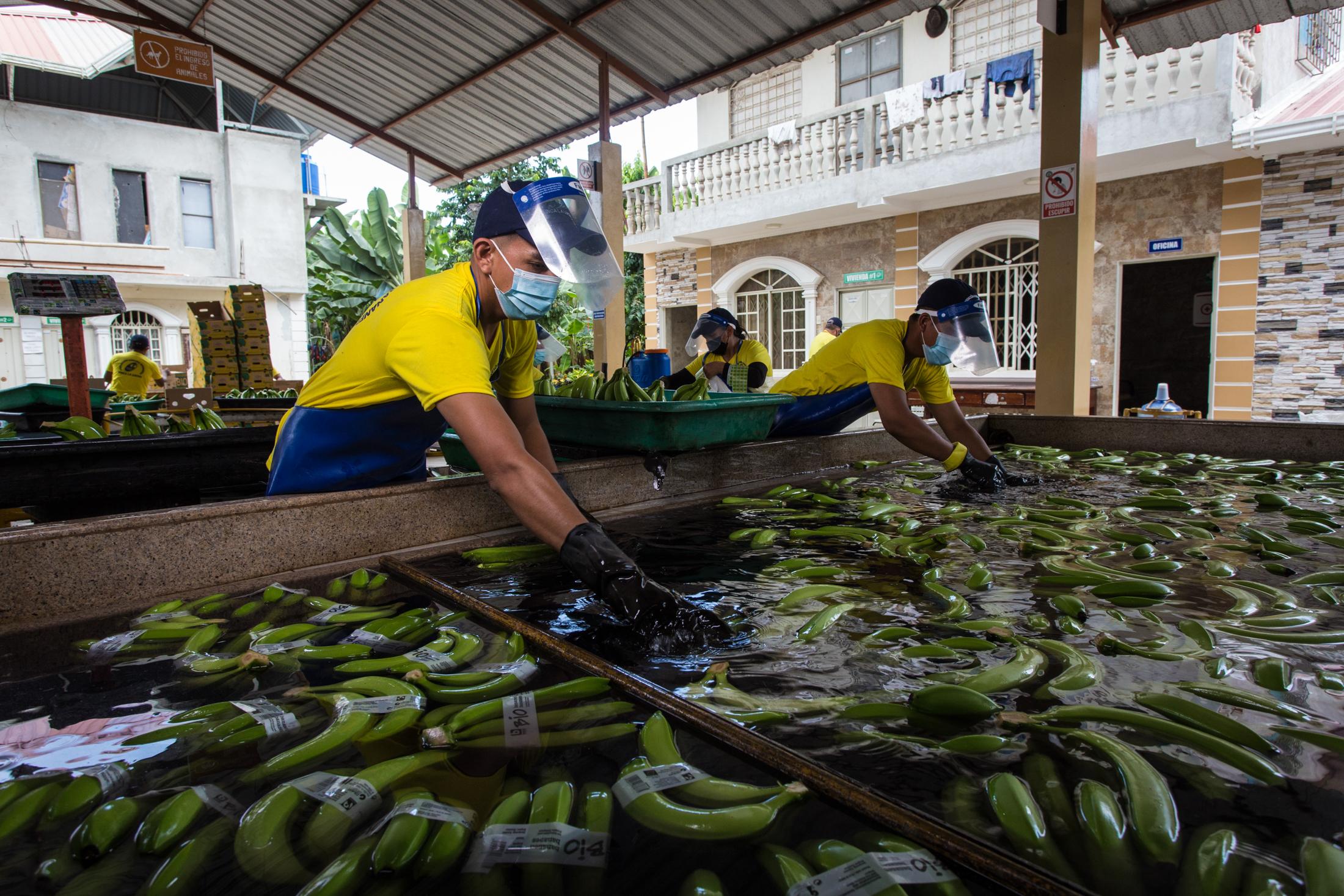 Proceso de lavado y selección del banano en la finca productora “La lucha” de la Asociación...