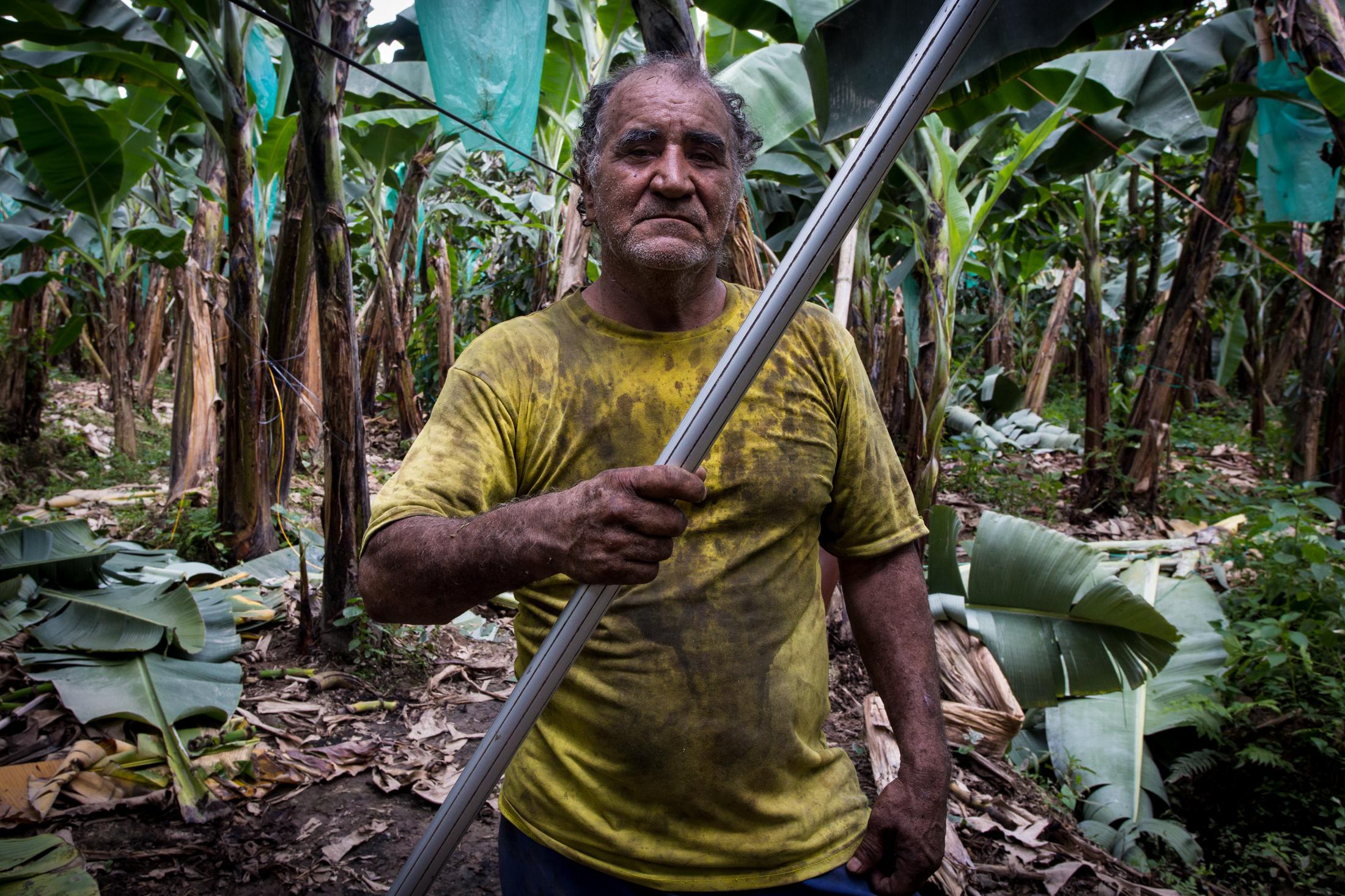 Banana cultivation in Ecuador - 