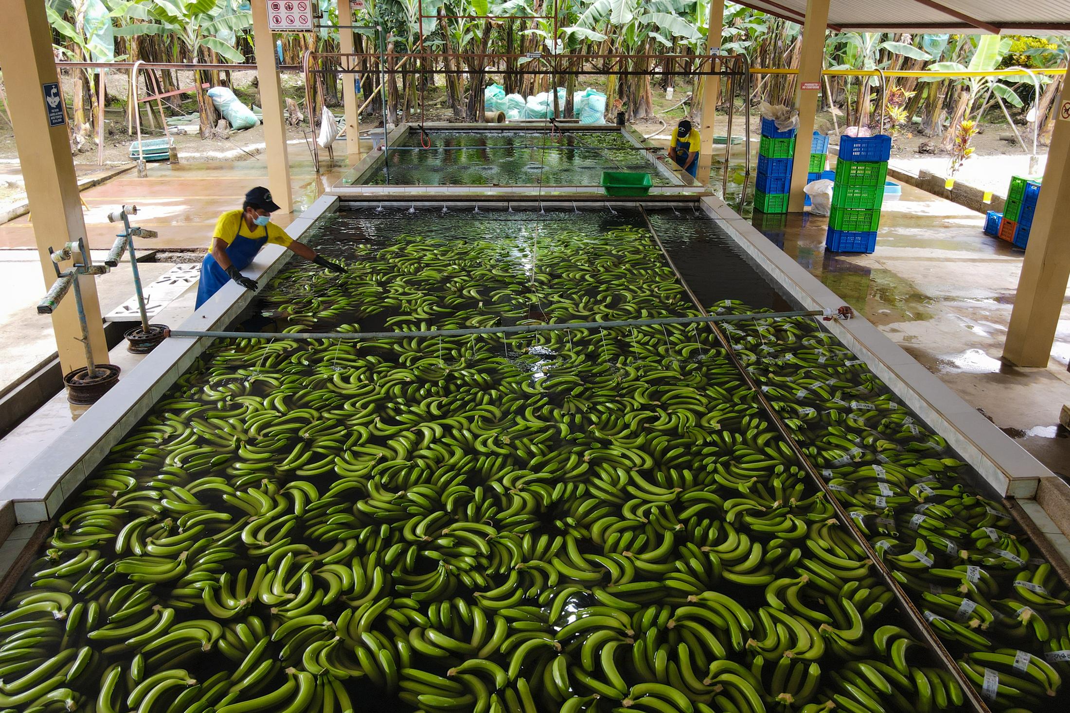 Banana cultivation in Ecuador - Plantas bananeras de la finca productora “La lucha” de la...