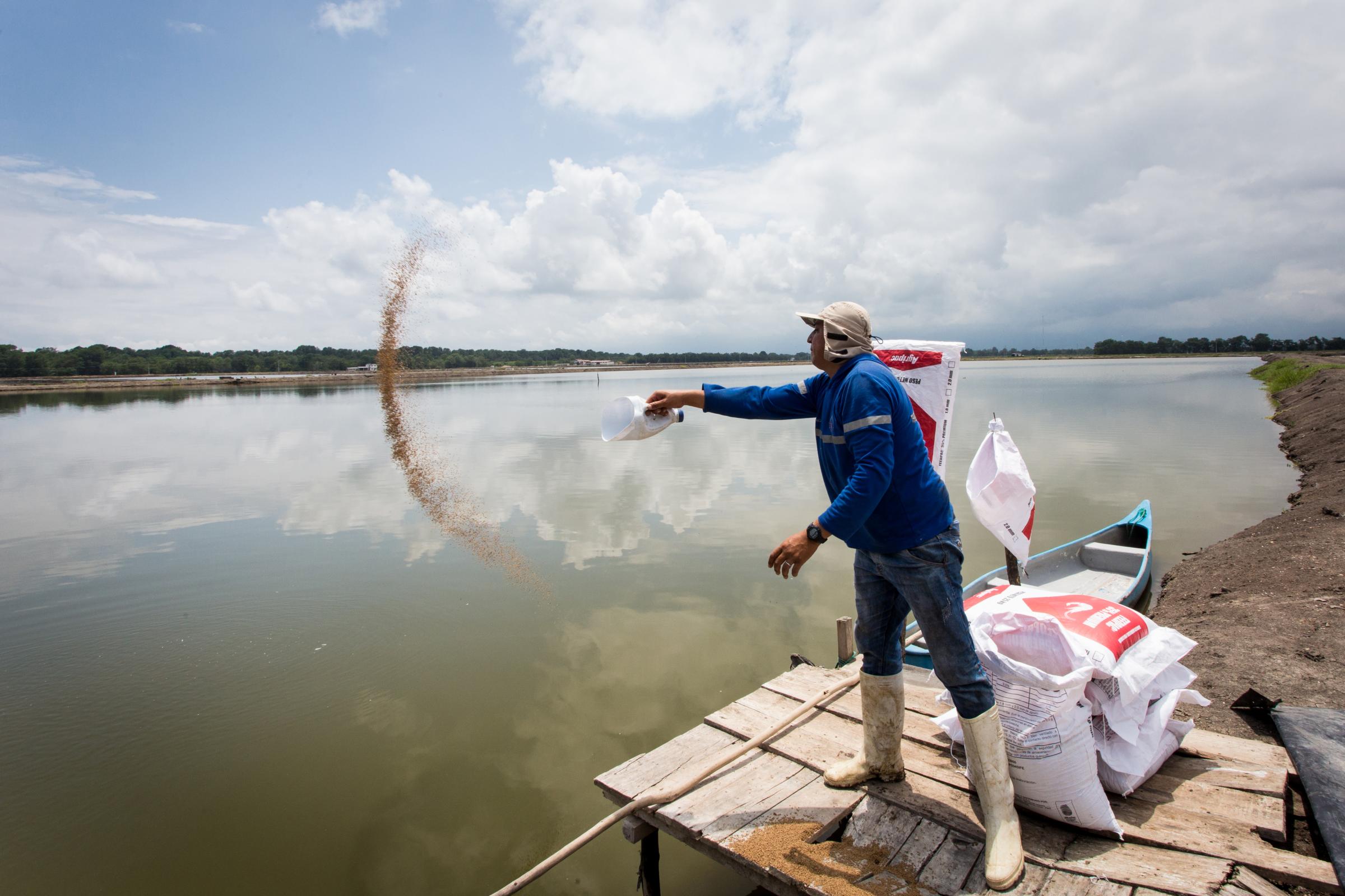 A worker throws shrimp feed into the rearing pool at a shrimp farm in Machala, Ecuador, on...