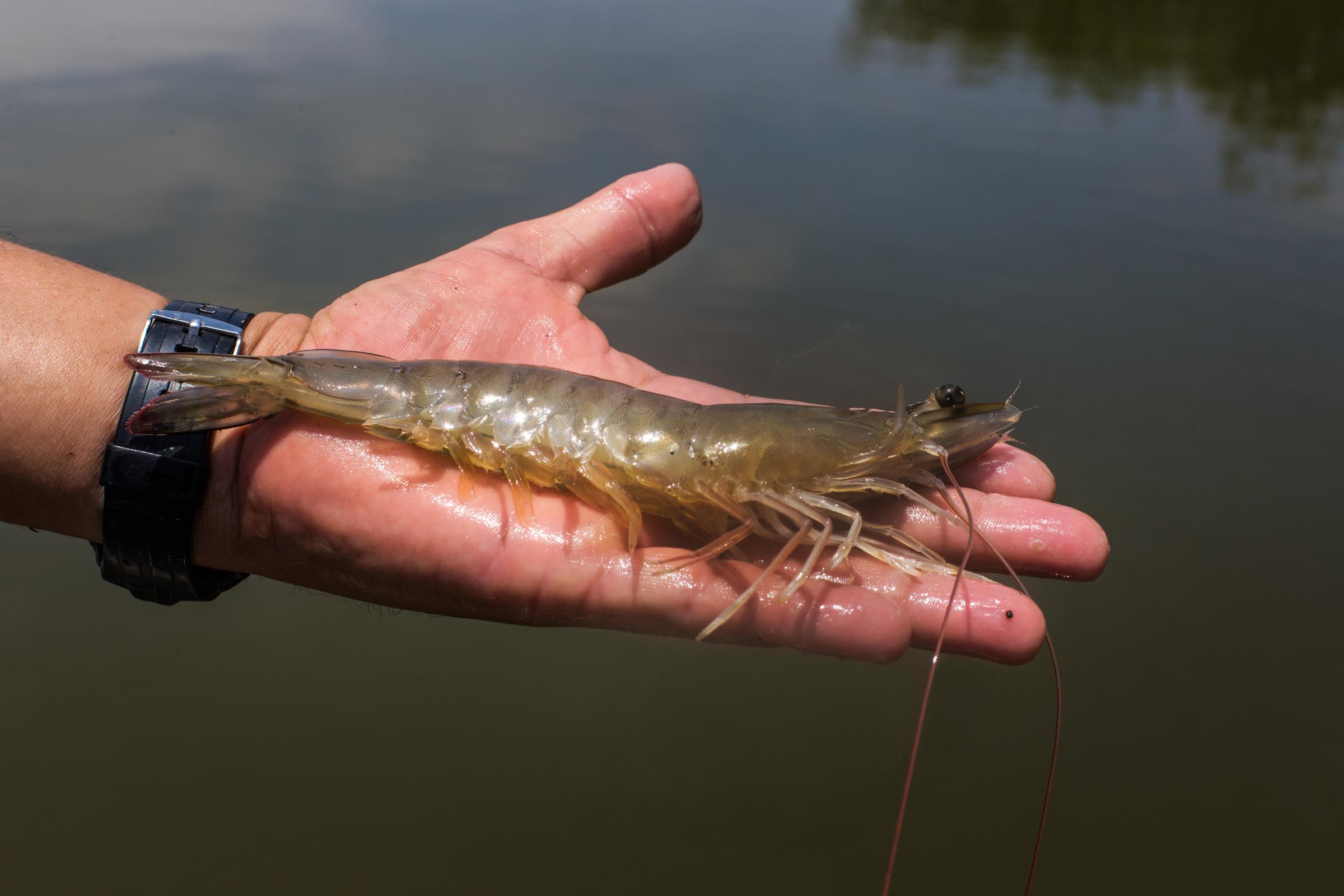 Shrimp product with negative effects of Russia’s invasion 