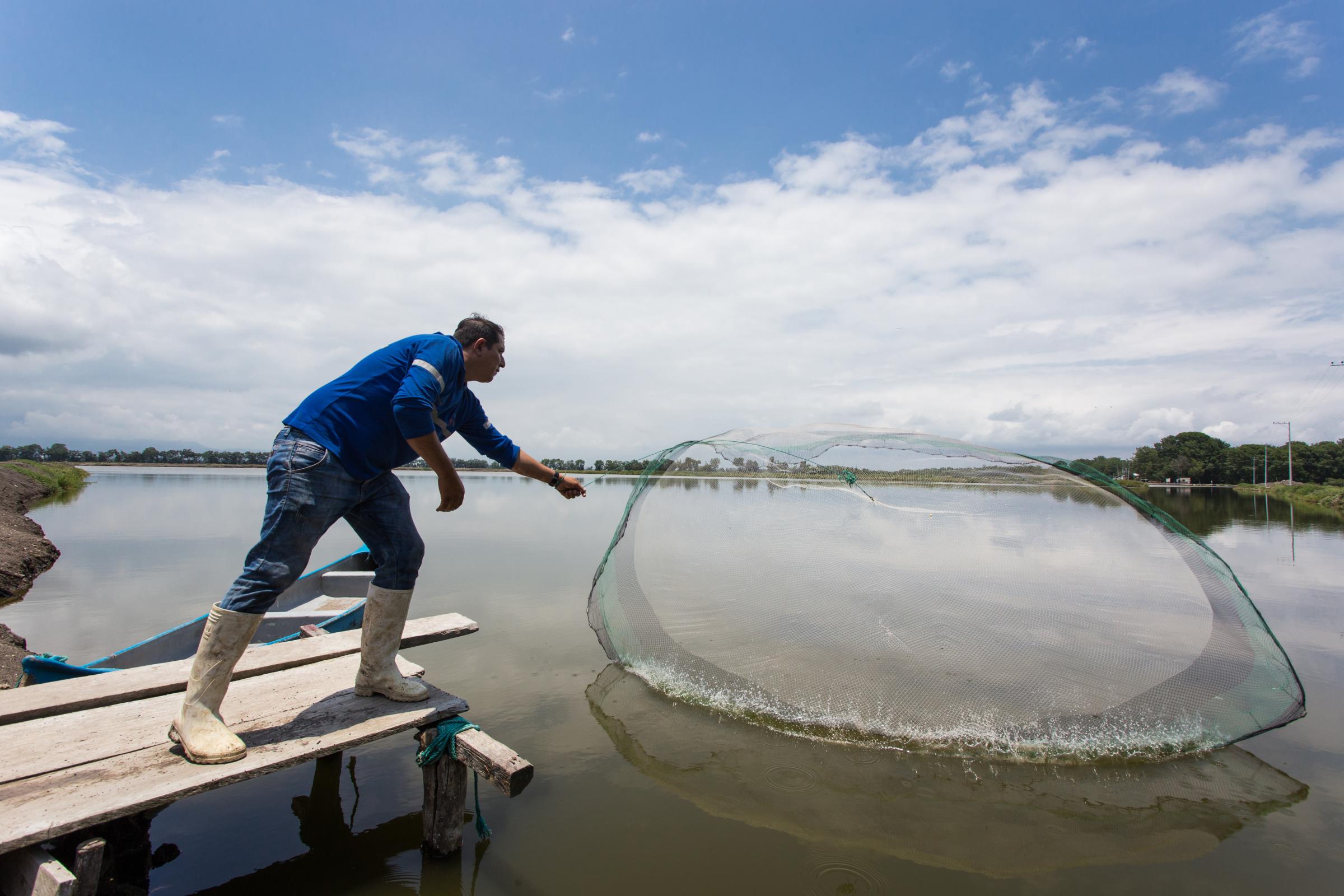 Workers process shrimp at a shrimp farm in Machala, Ecuador, on Thursday, March 24, 2022....