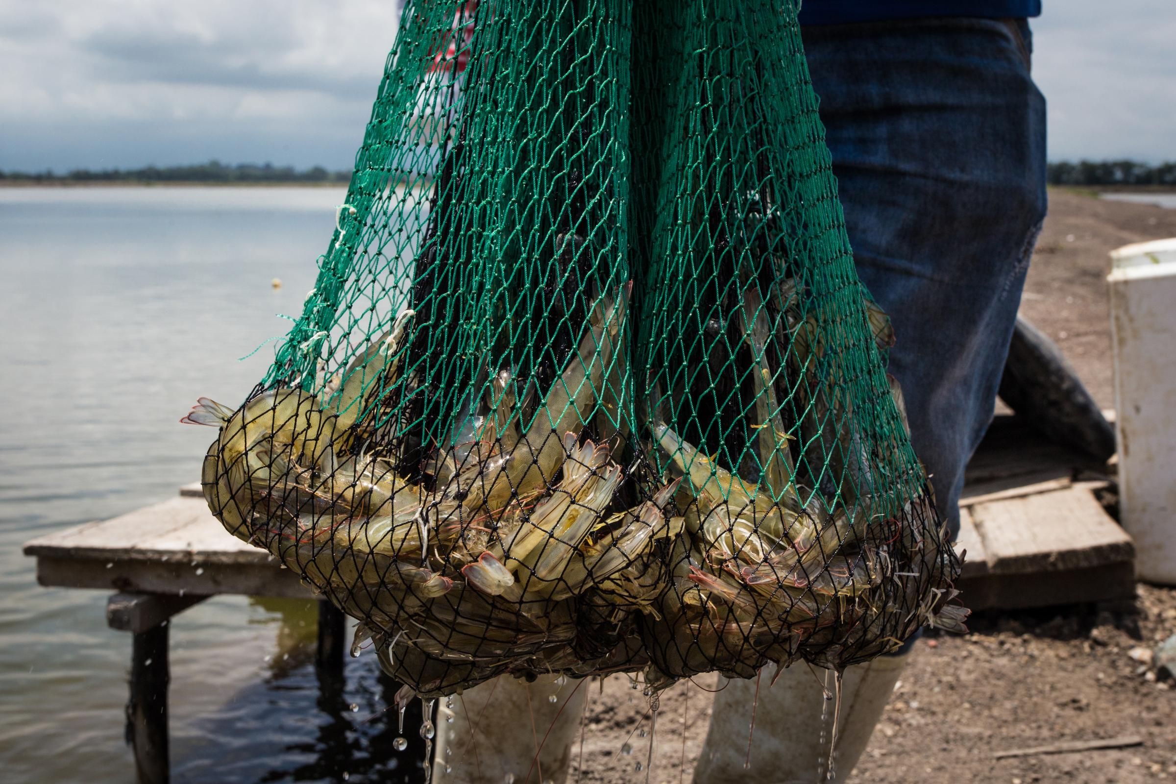 Each day the shrimp are captured in nets to examine the size and weight at a shrimp farm in...