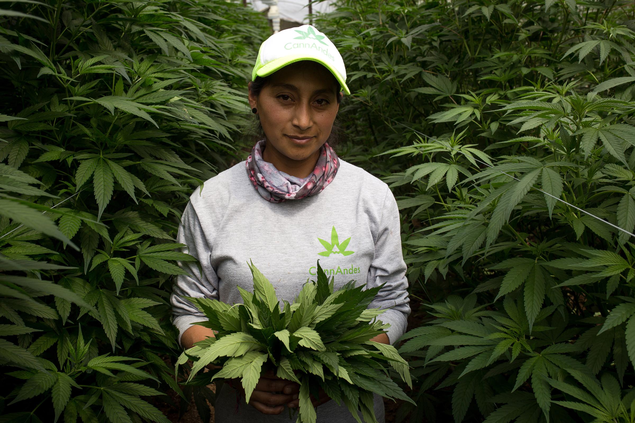 A worker inspects cannabis plants in a greenhouse at CannAndes farms in Tabacundo, Ecuador, on...
