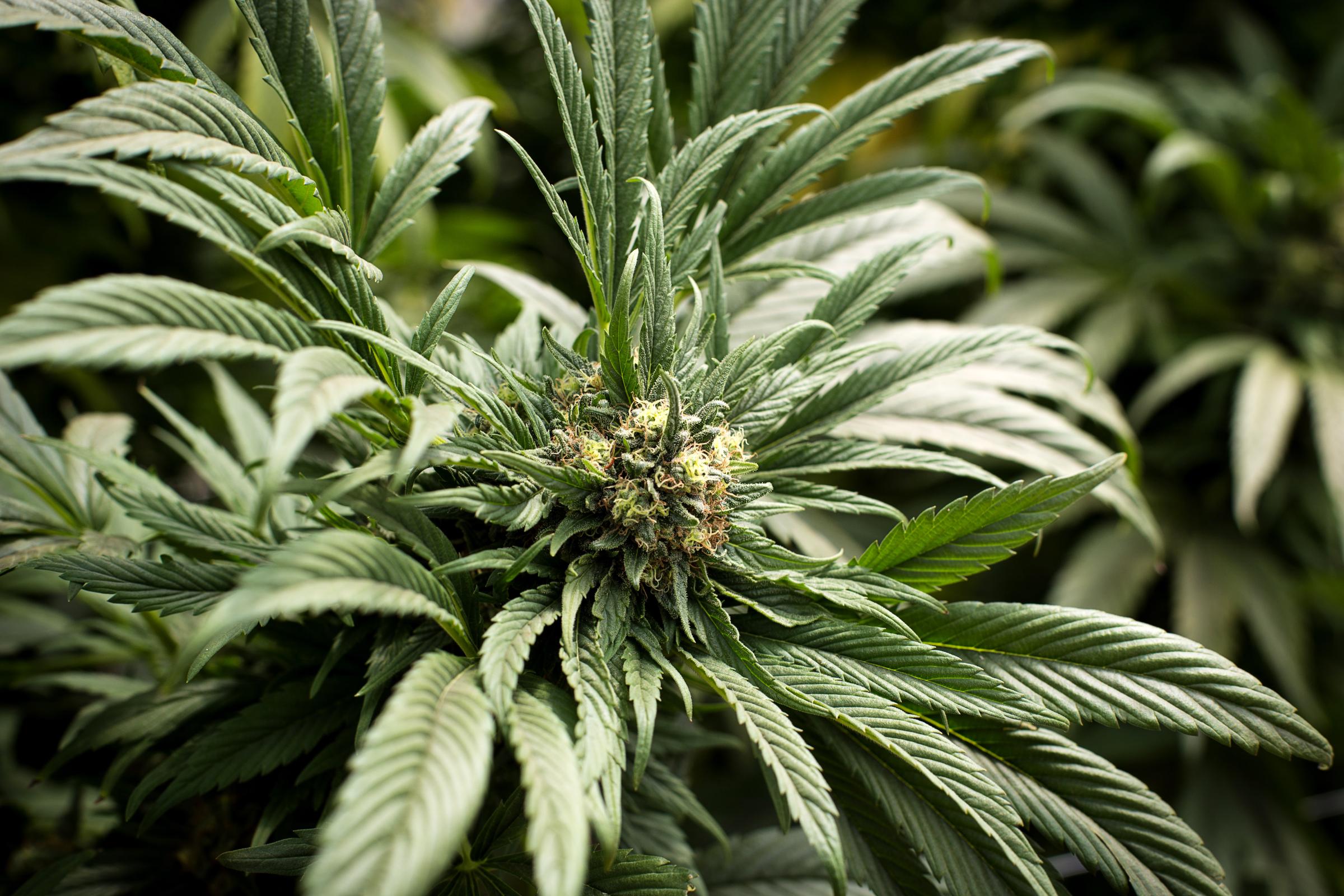 Planta de Cannabis en etapa de floración. Tabacundo, Ecuador. 04 de mayo 2022 