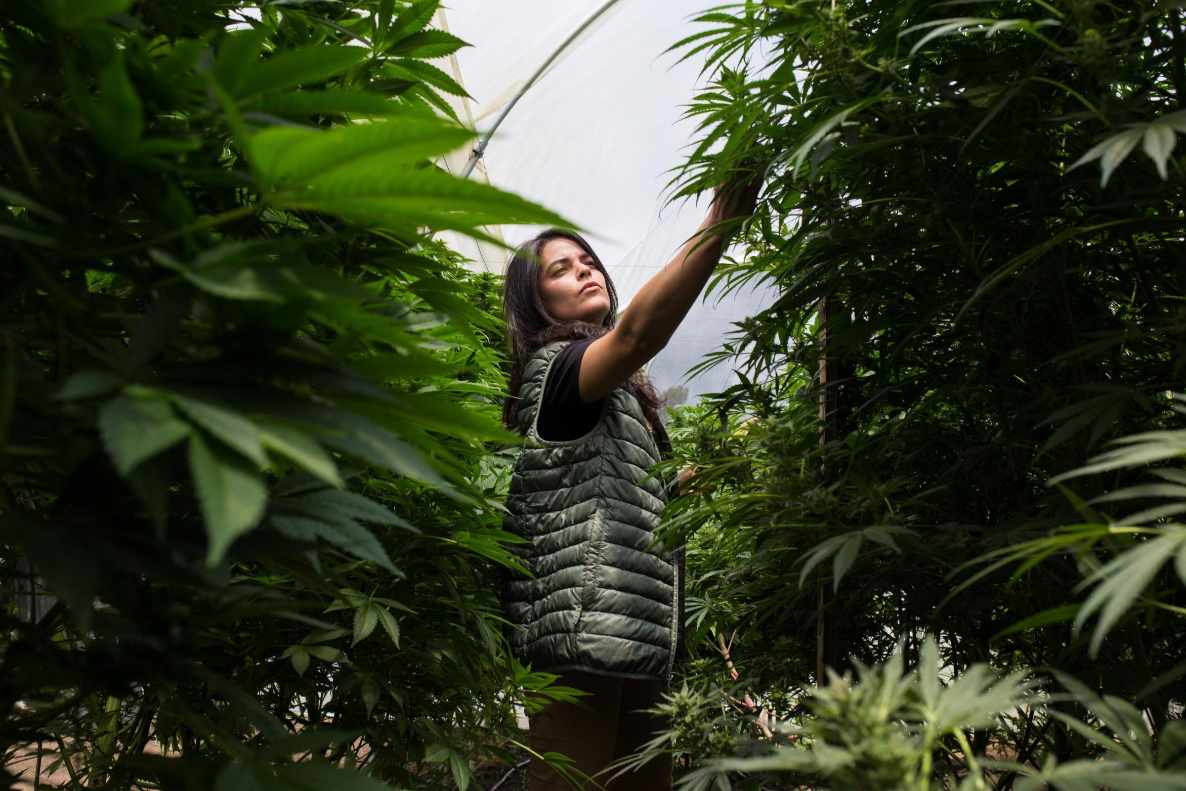Cannabis Industry  - Nina observa el florecimiento de las plantas de cannabis....