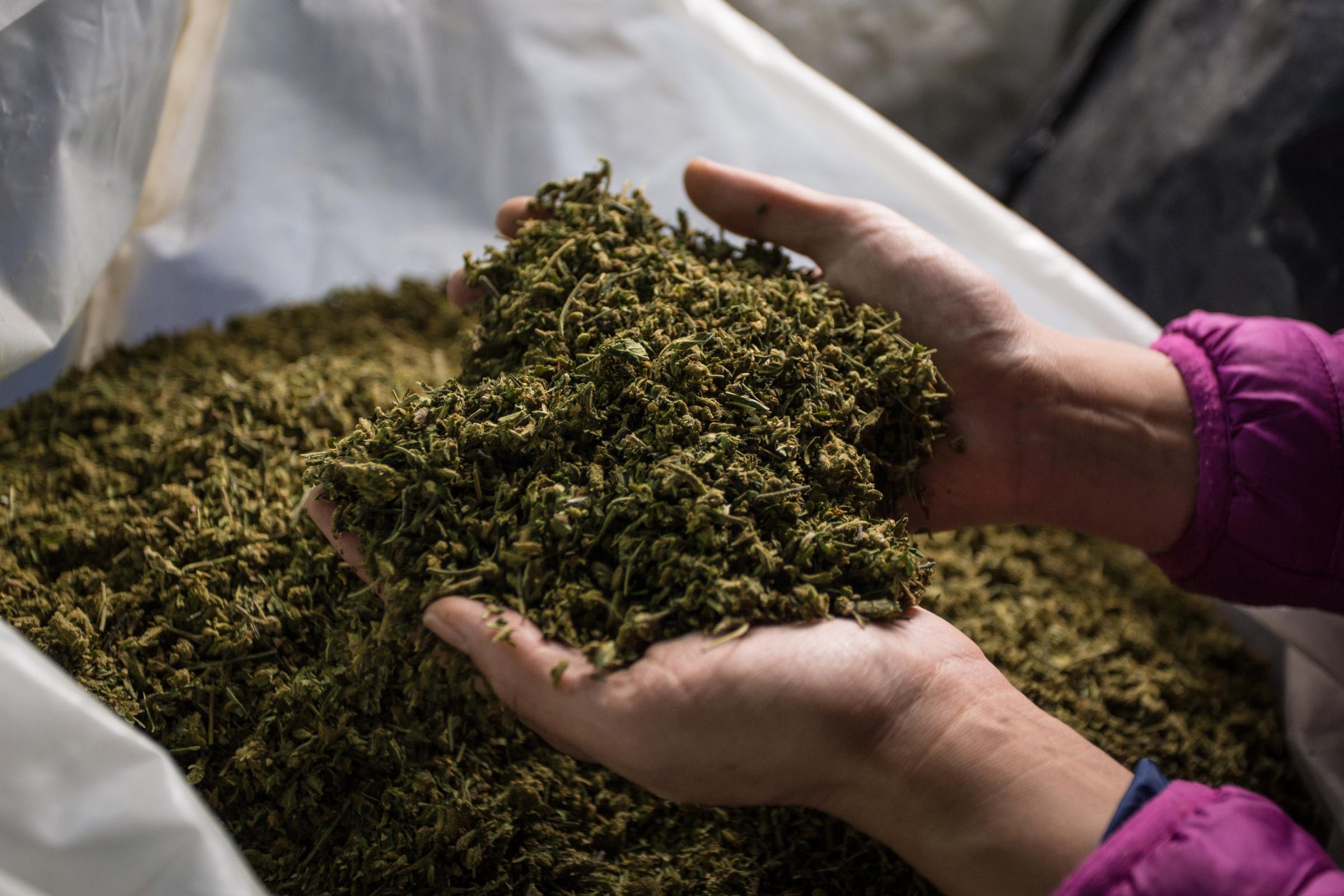 planta de cannabis en proceso de selección. Tabacundo, Ecuador. 04 de mayo 2022 