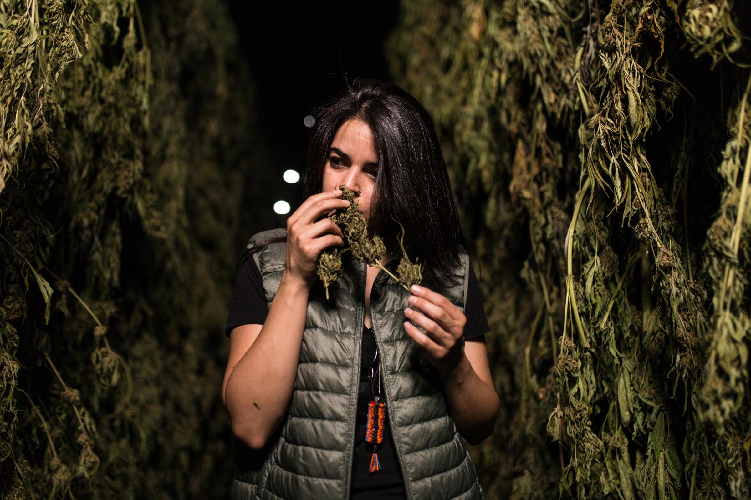 Cannabis Industry  - Nina, empleada de CannAndes persive los olores de las...