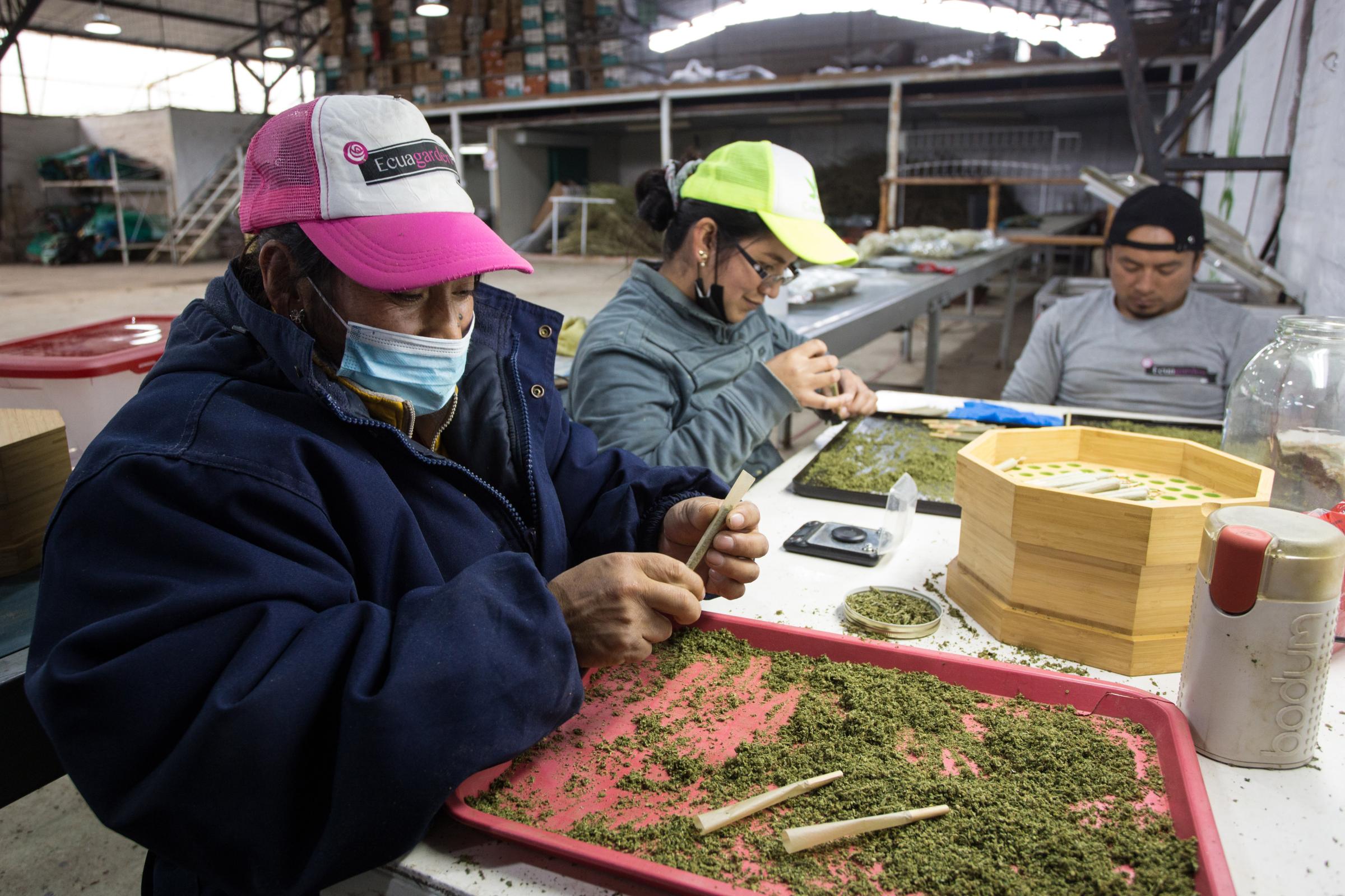 A workers rolling cannabis cigarettes in a CannAndes farm in Tabacundo, Ecuador, on Wednesday,...