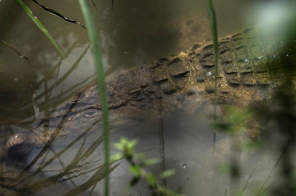 Crocodile Keepers: The guardian of the Sierra Madre Rainforest