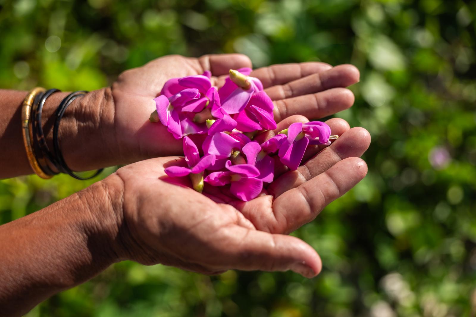  The flowers of the sea bean, k...y once at the end of the year. 