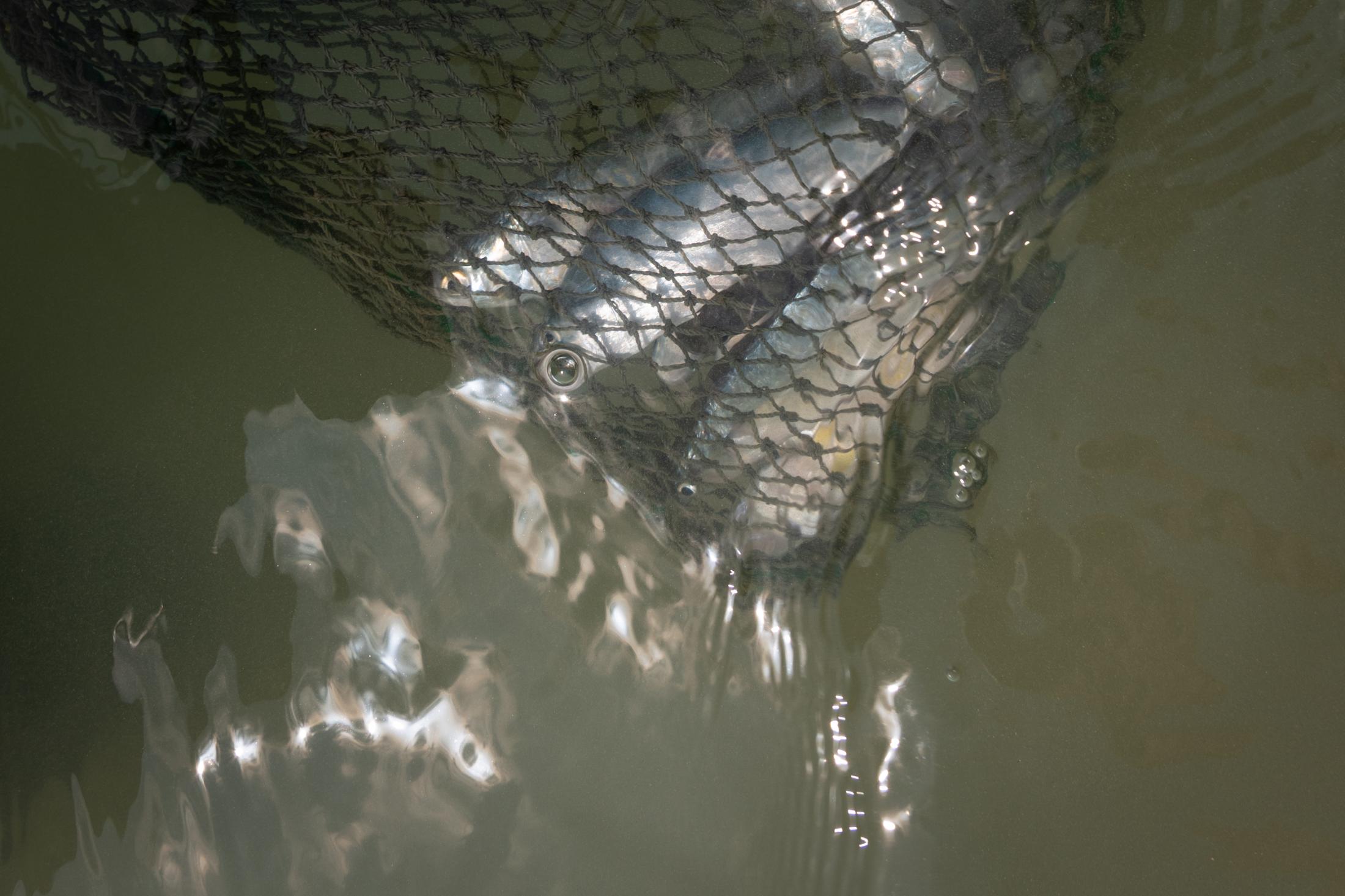  Fading Foraging The abundant s...yle. Phang Nga, Thailand, 2025.