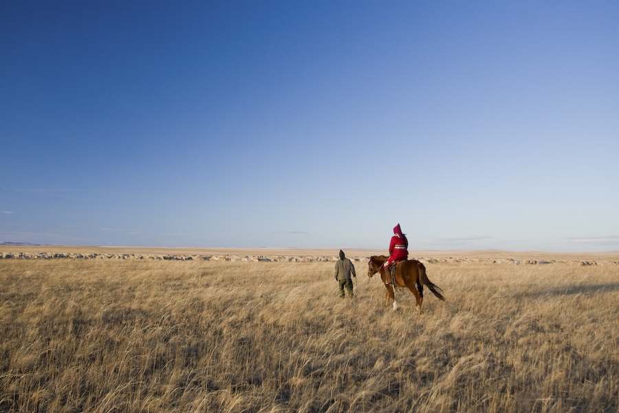 grasslands - Tammy Law Photography