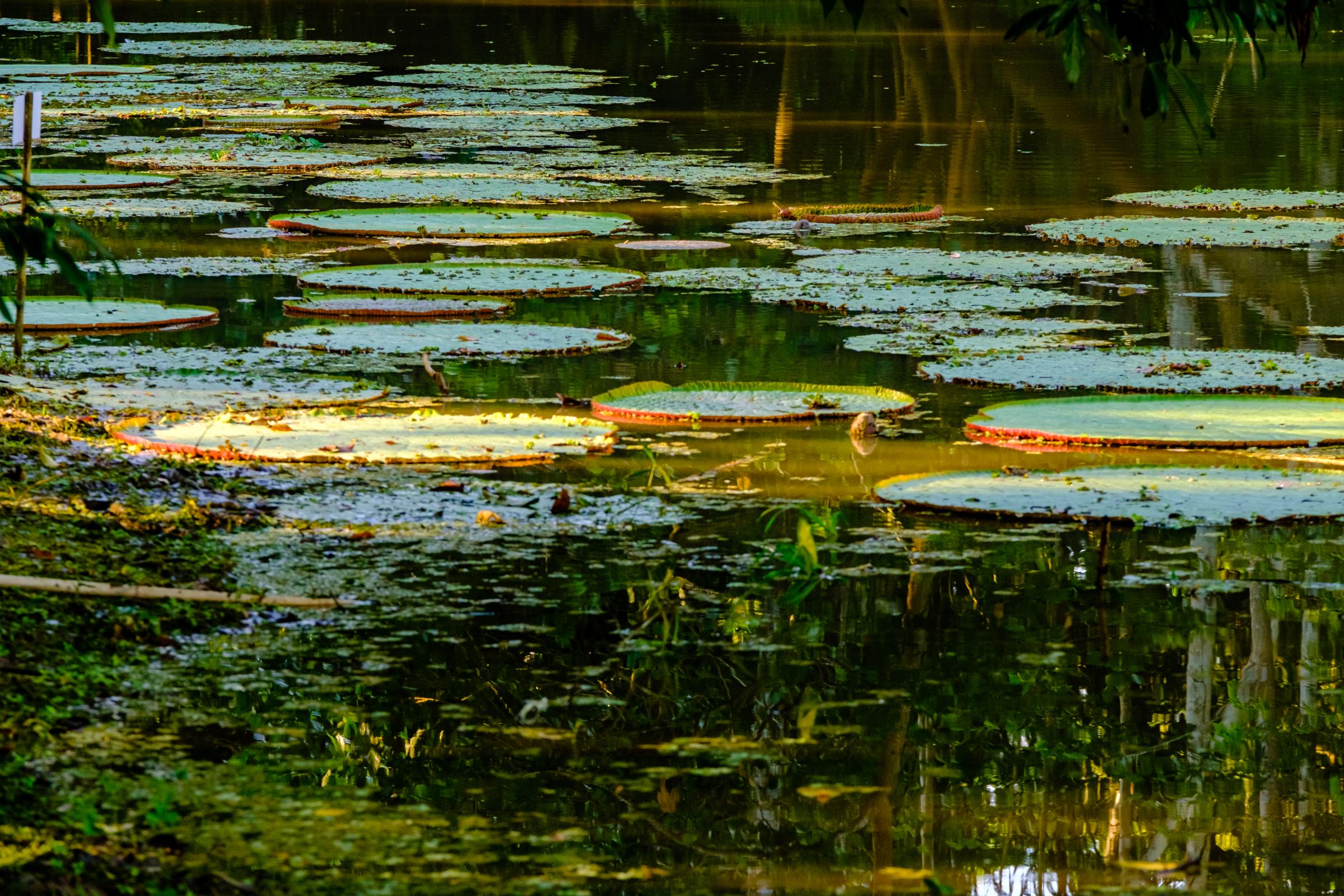 Leticia Amazonas Colombia - Reserva Victoria Regia, Leticia, Amazonas, Colombia....