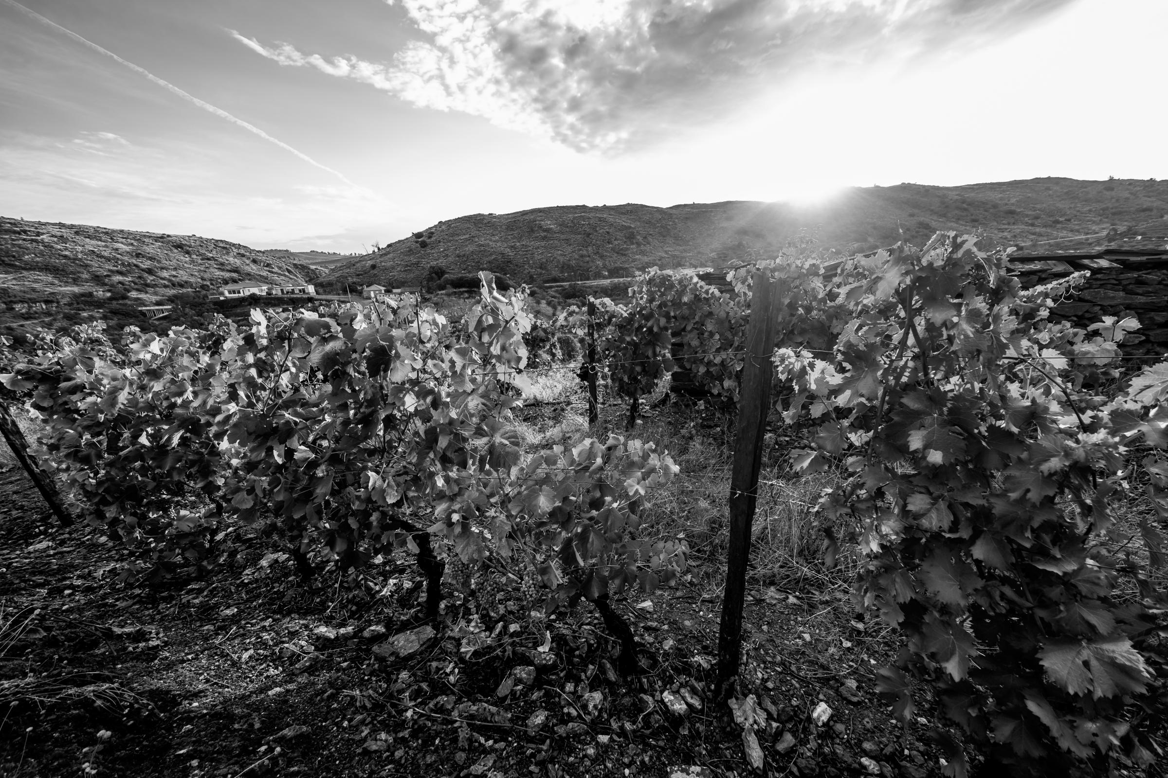 Wine - Projectos Agrícolas 2A e Quinta do Carvalhido Vale do Tua...