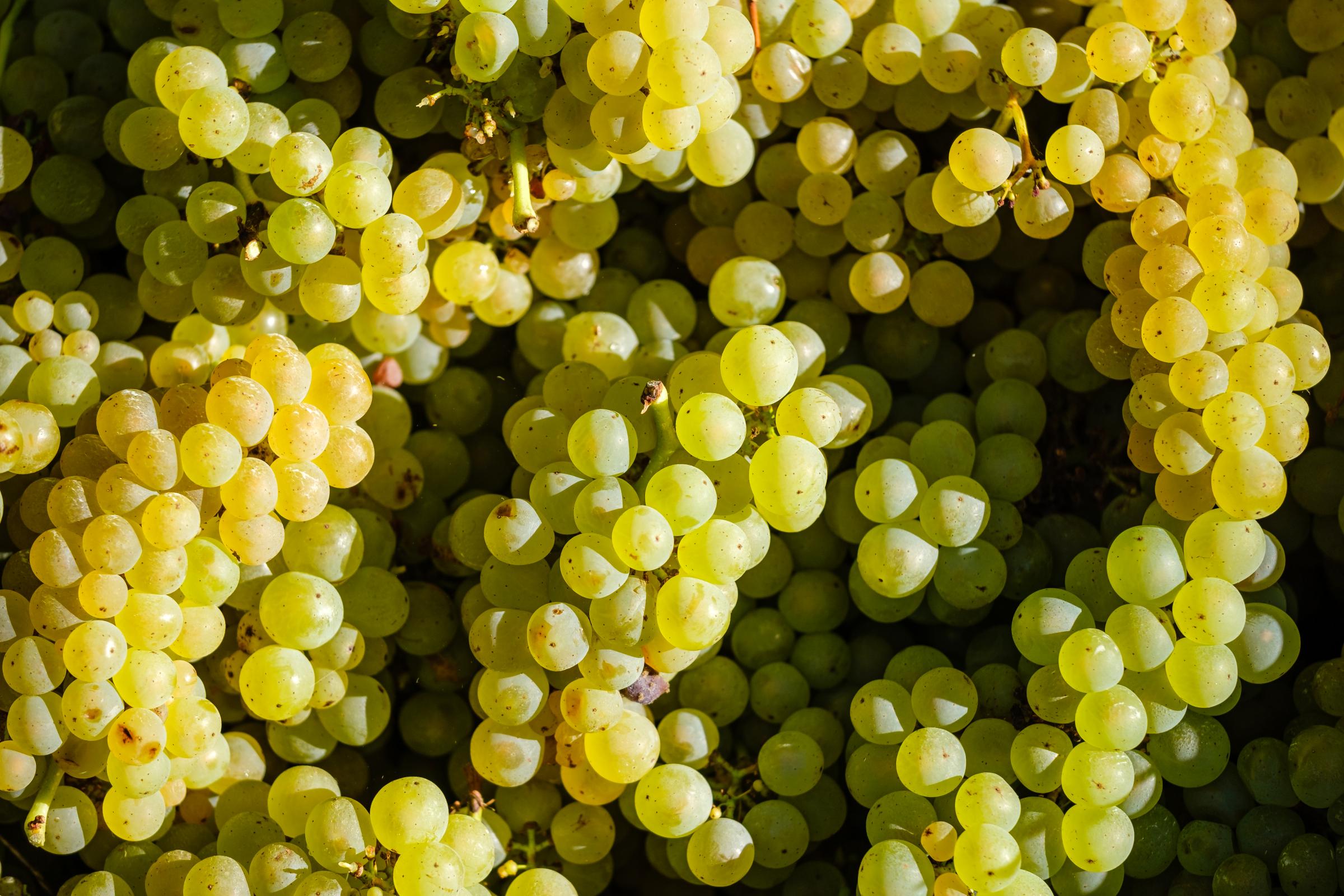 Wine - Vindimas Quinta das Cerejeiras 2020