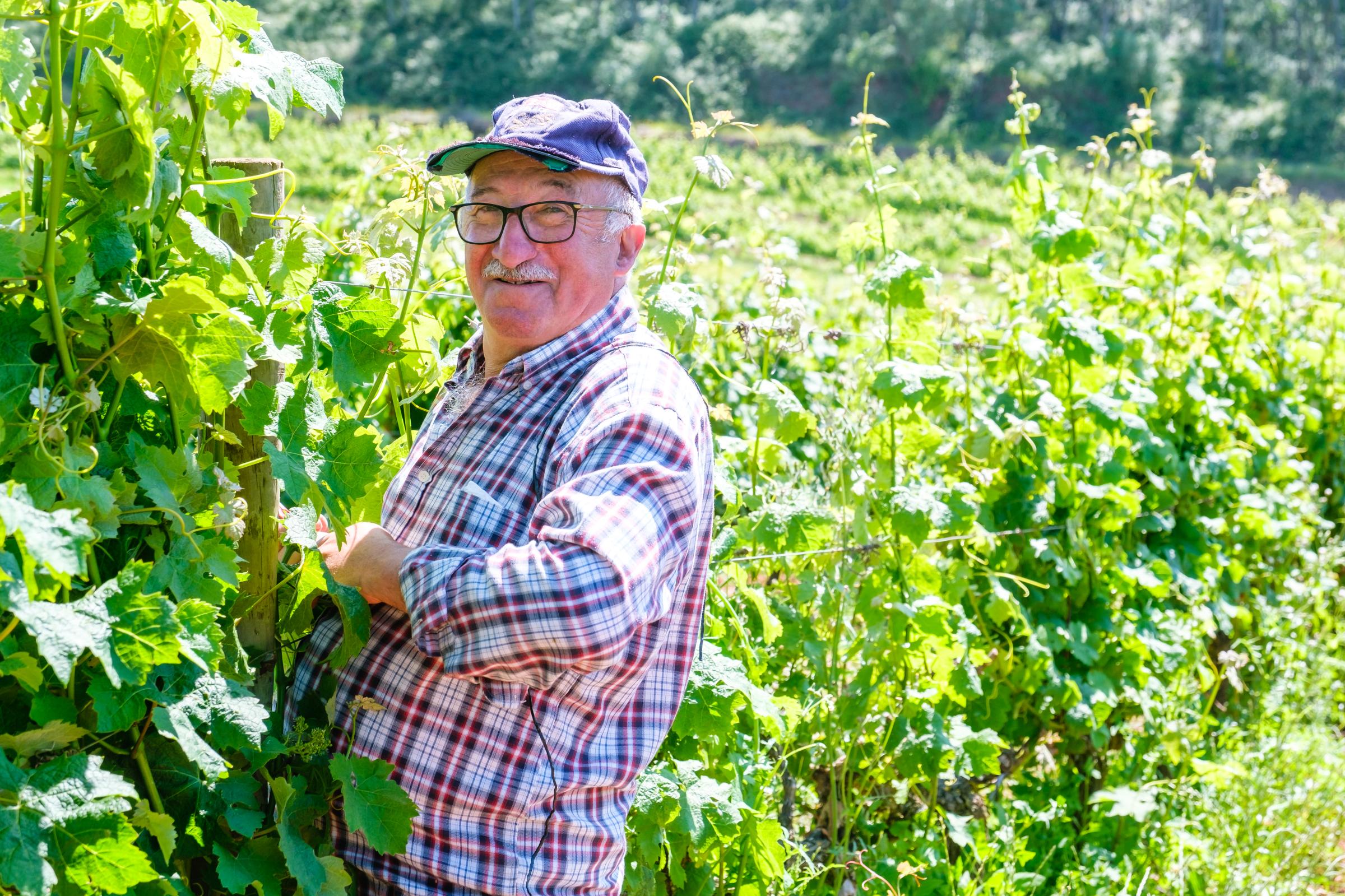 Wine - Companhia Agrícola do Sanguinhal Quinta de São Francisco...