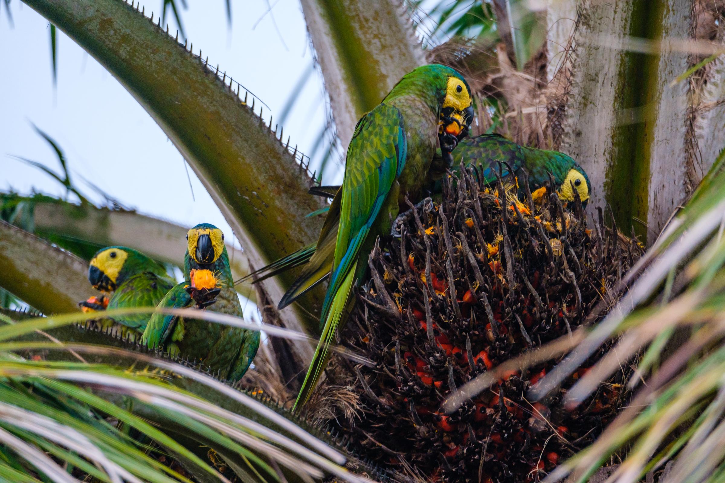 El Guaviare, Cave Paintings and Eco Tourism - Parrots, Pica Piedra, Guaviare, Colombia  