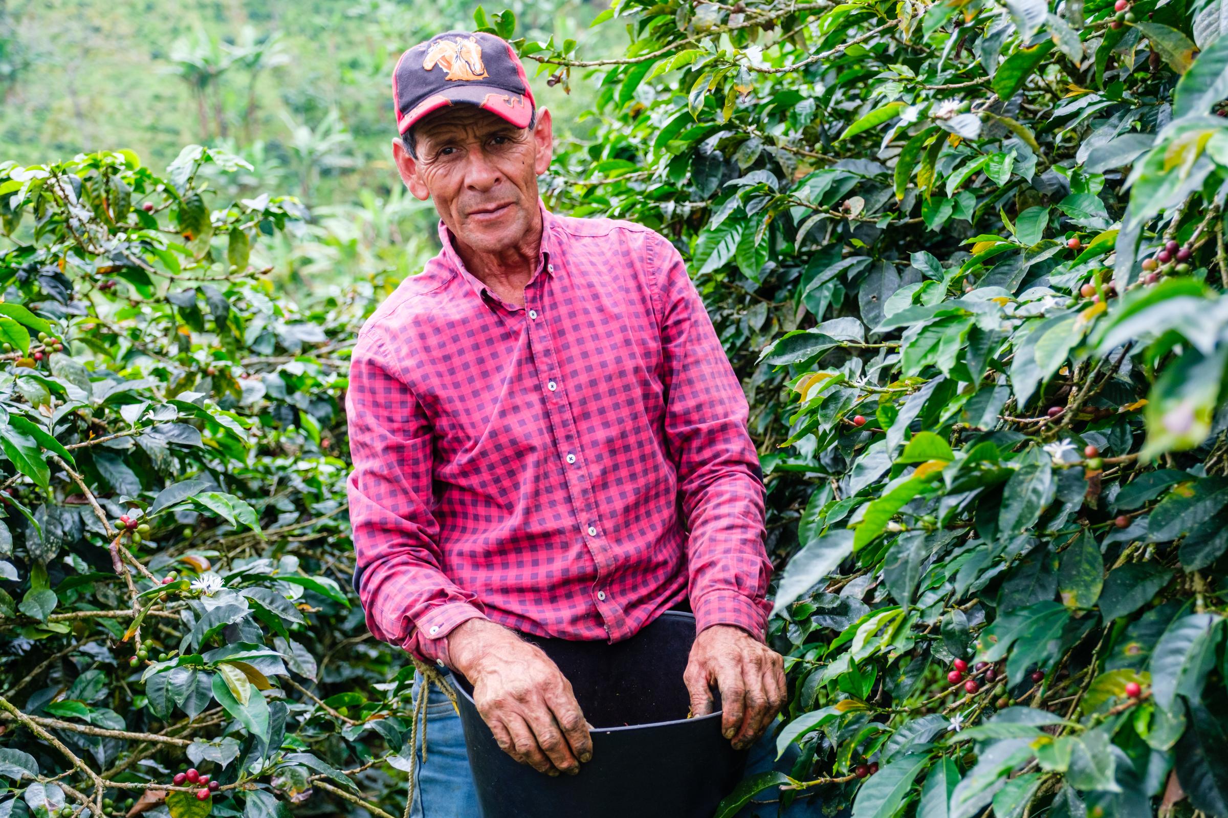 Eje Cafetero Colombia - A worker recolects coffee beans at Finca Las Acacias, Eje...