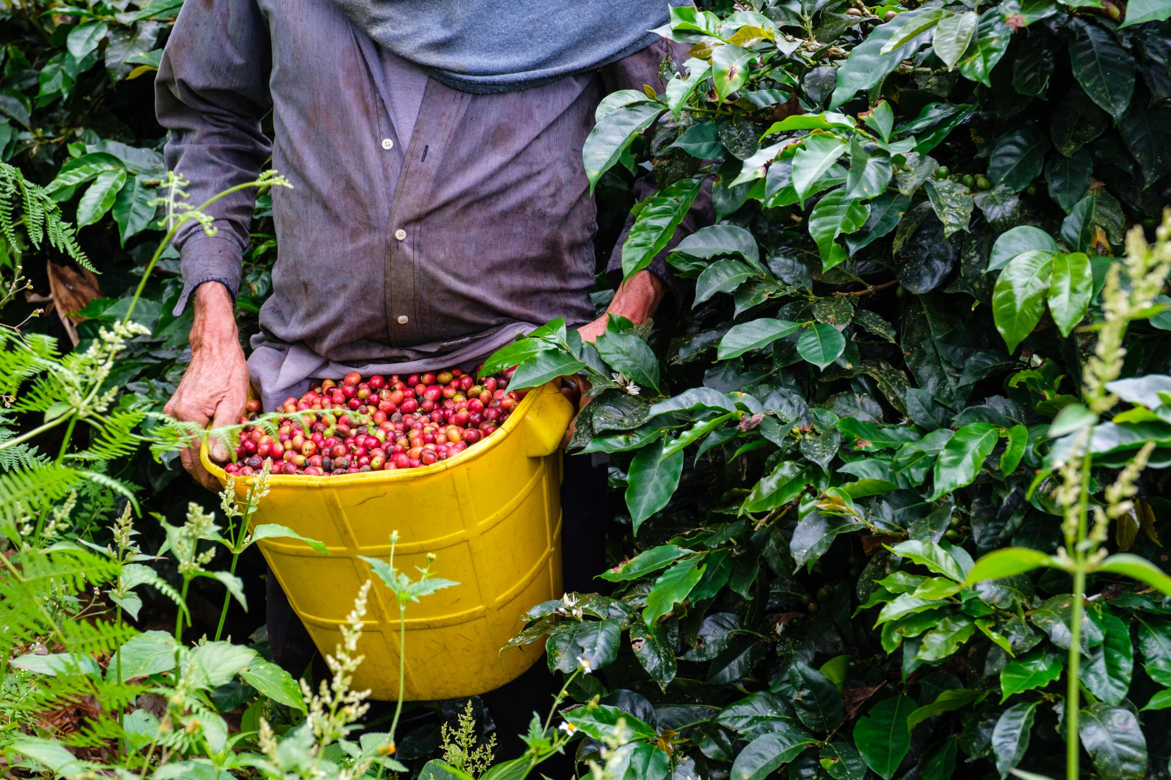 Eje Cafetero Colombia - A worker recolects coffee beans at Finca Las Acacias, Eje...