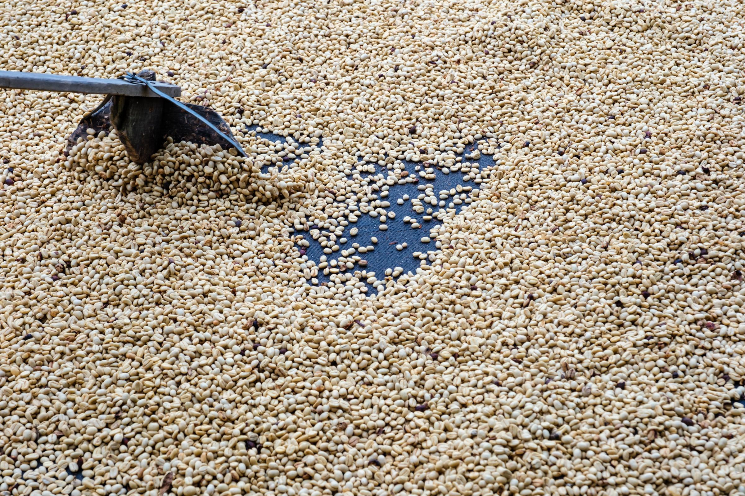 Eje Cafetero Colombia - Coffee beans drying at sun before being selected and...